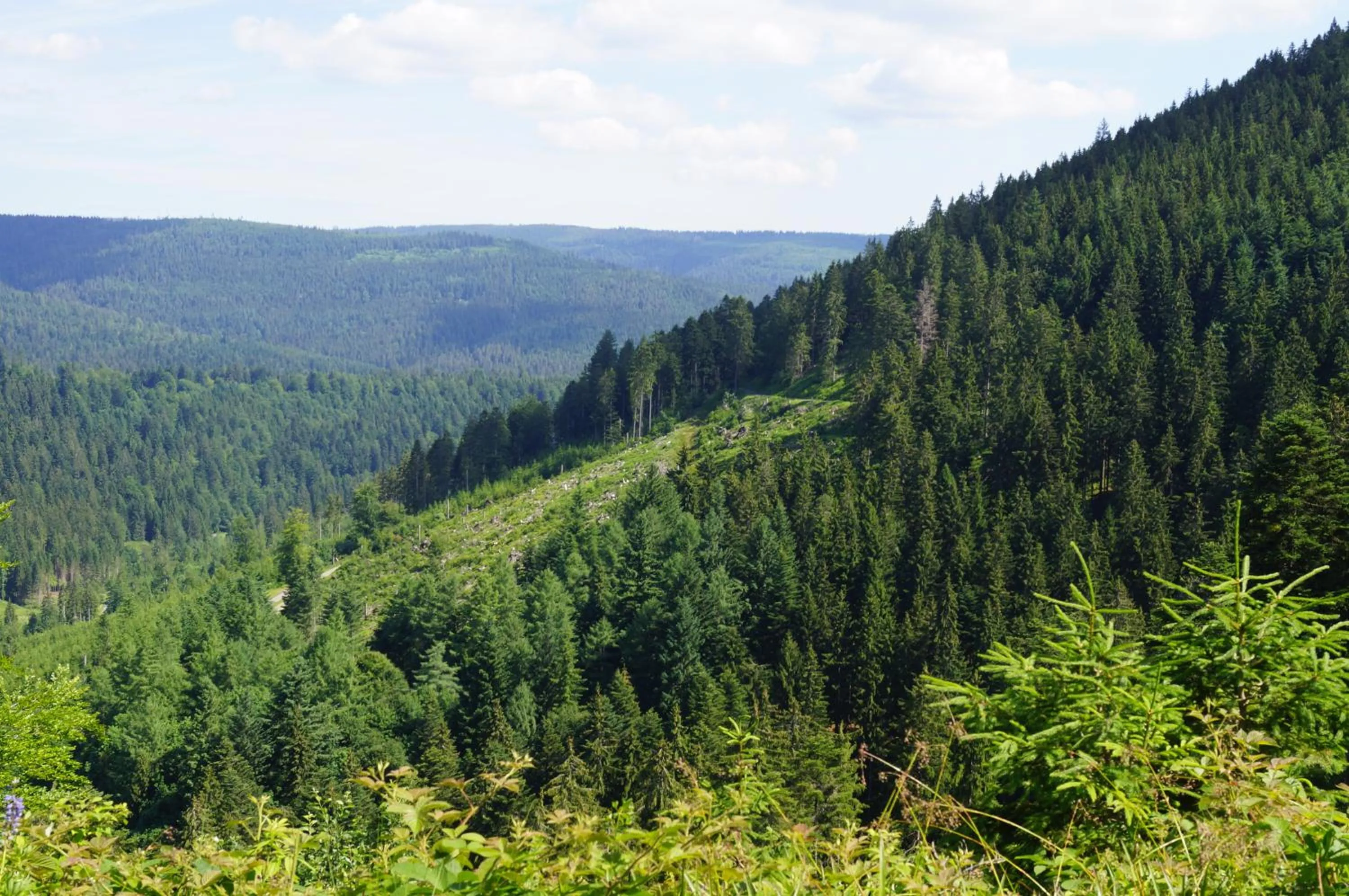 Black Forest Lodge