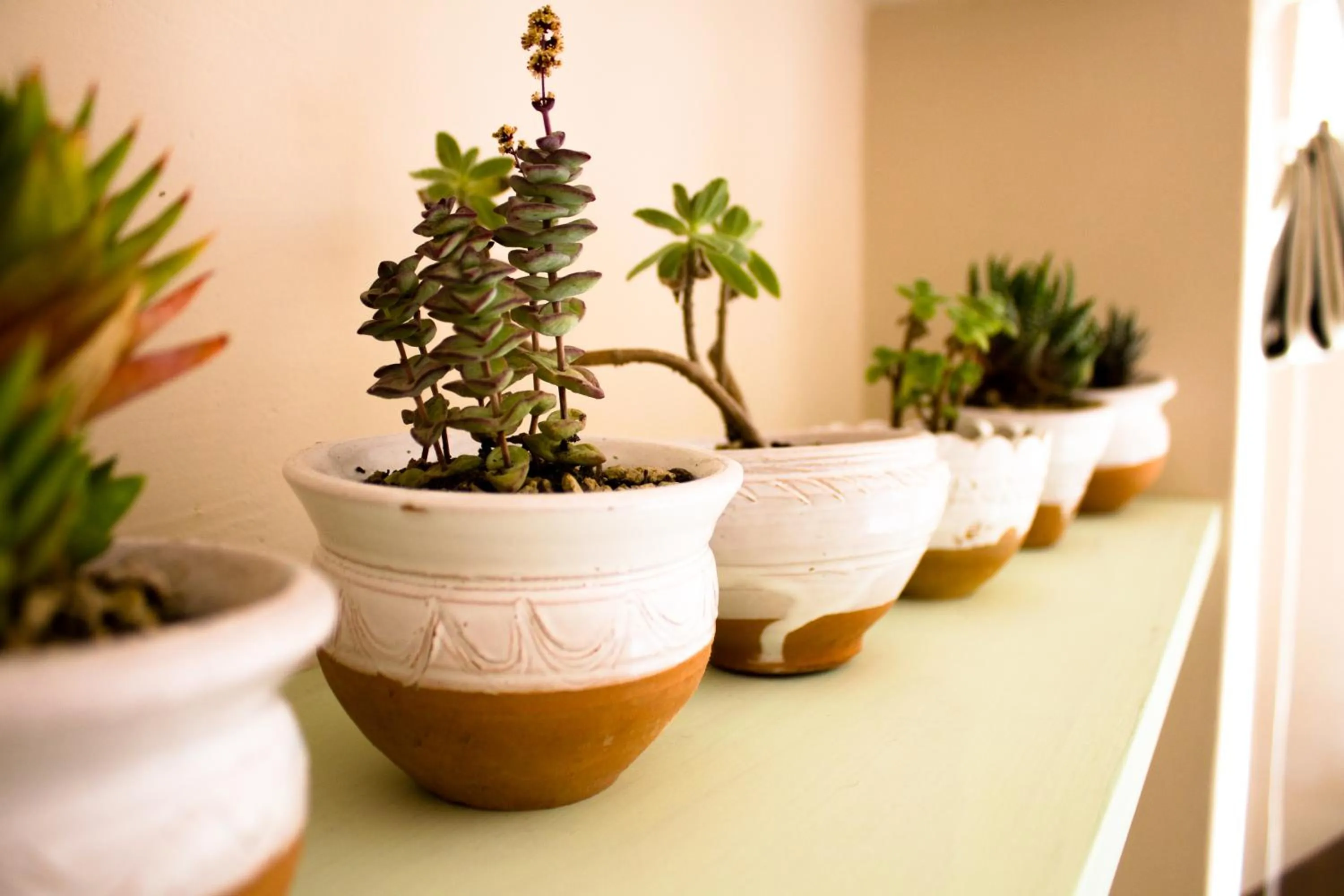 Other in Regina di Ulivi