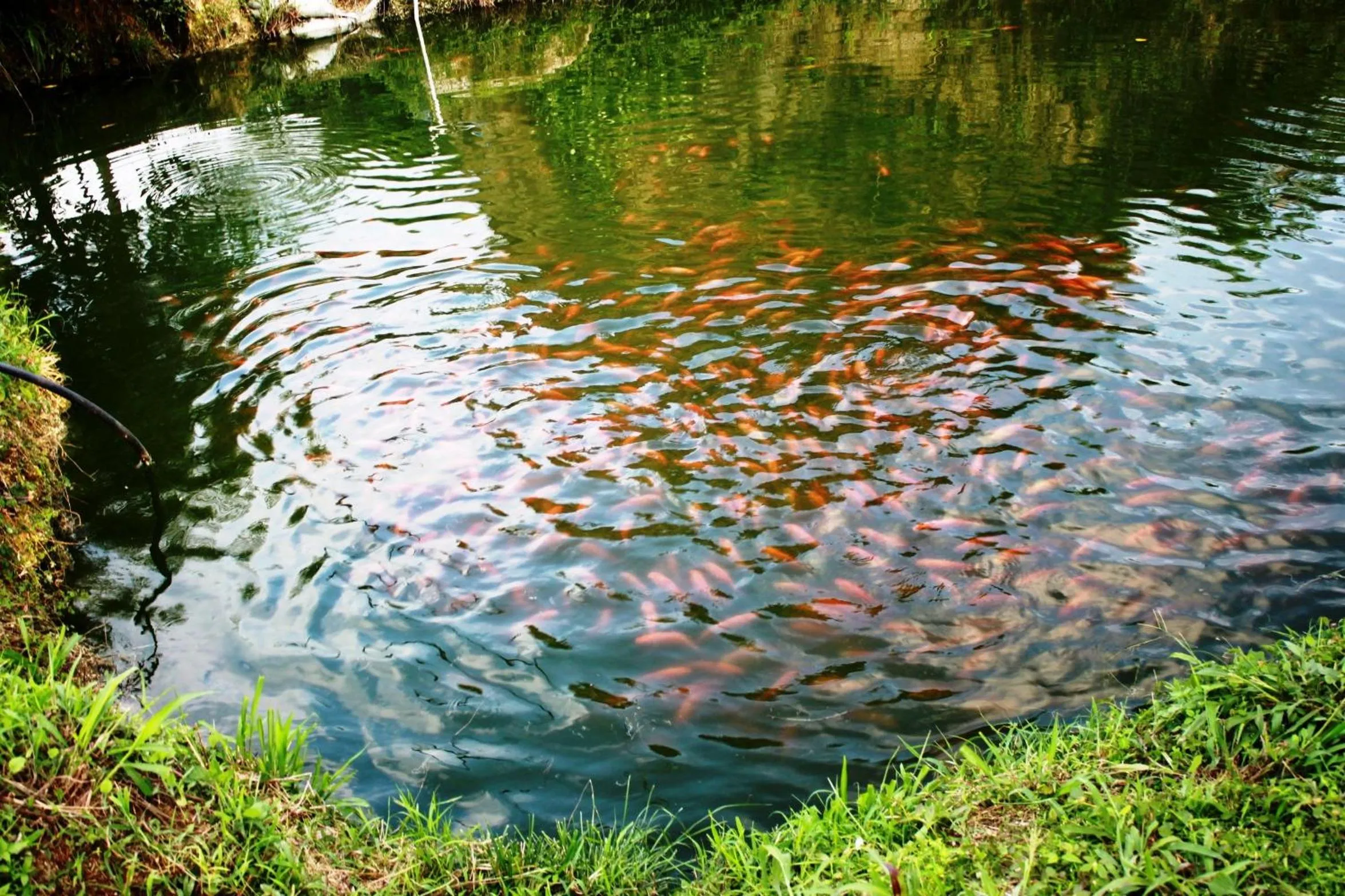 Cabañas Ecoturisticas Y Club Gaira Tayrona
