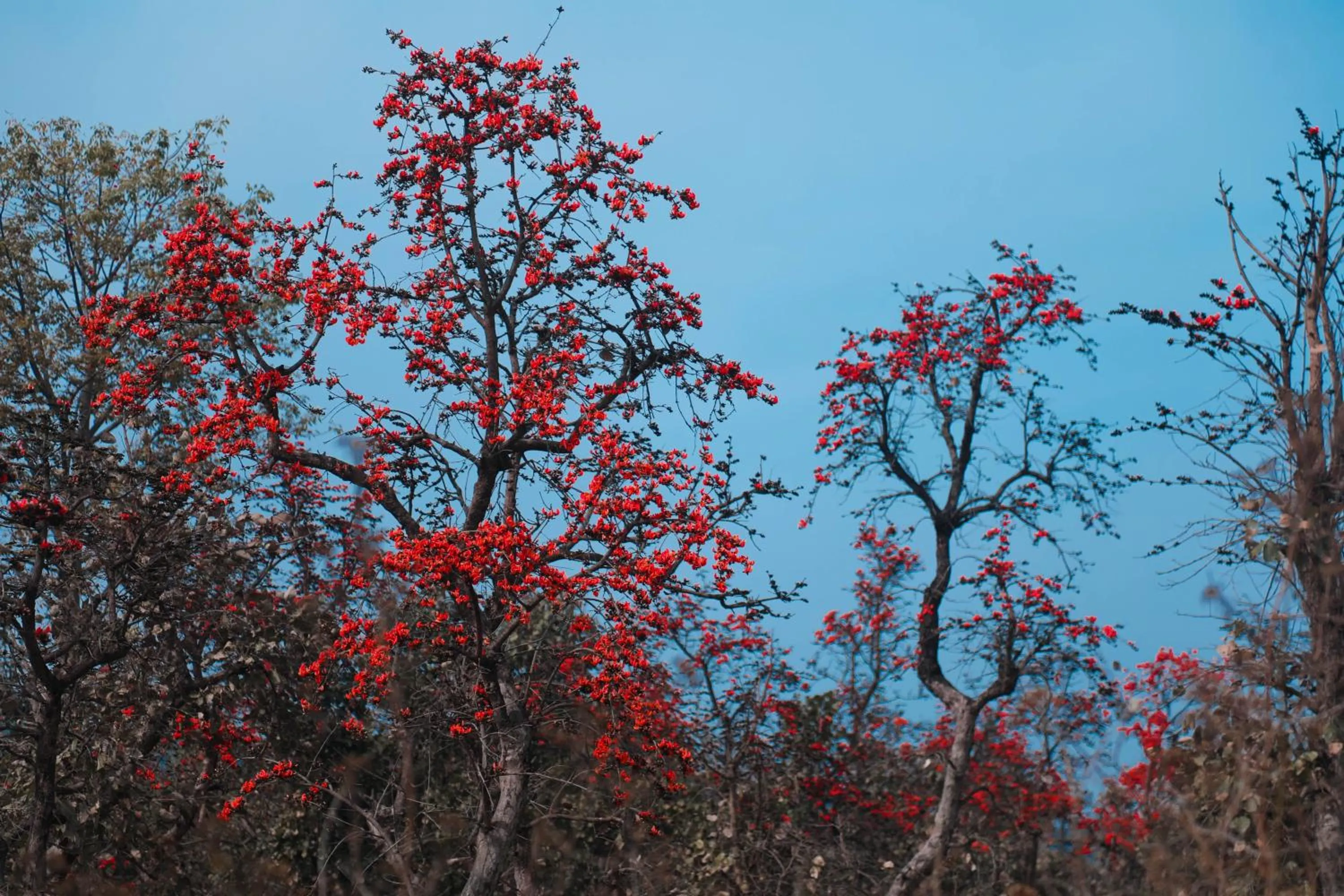 View (from property/room) in Eco Adventure Resorts Khhairabera