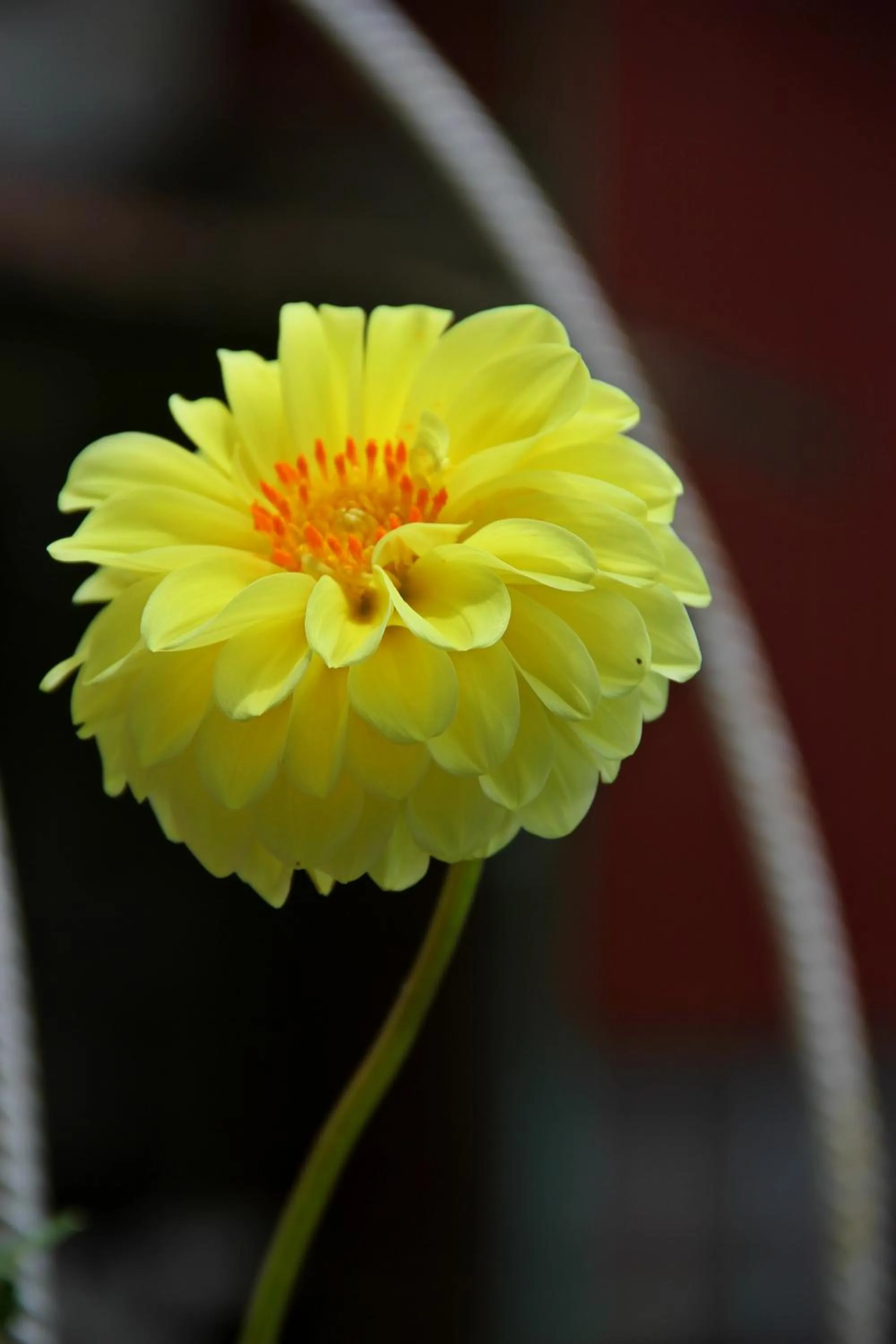 Garden in Sapa Aroma Hotel