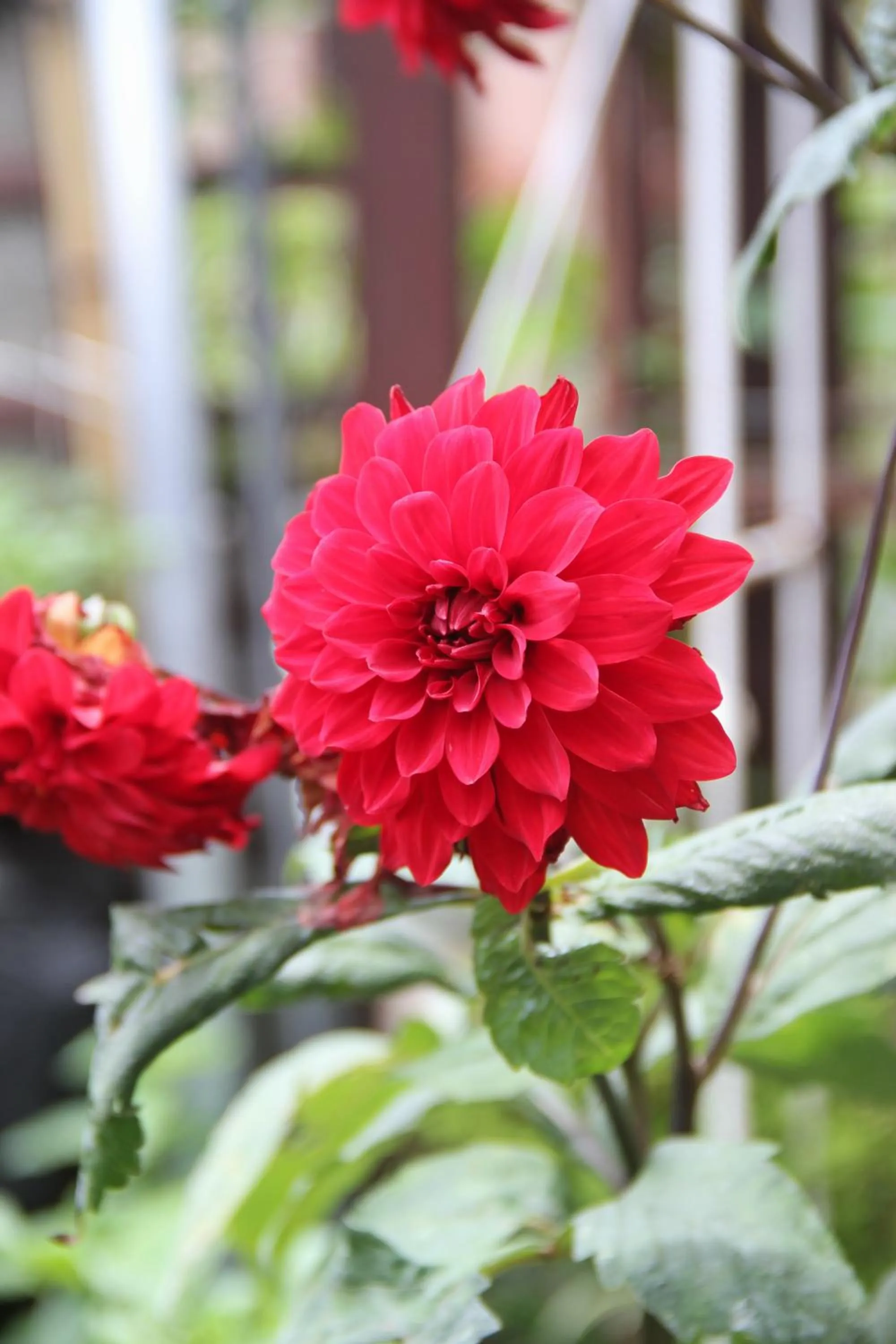 Garden in Sapa Aroma Hotel