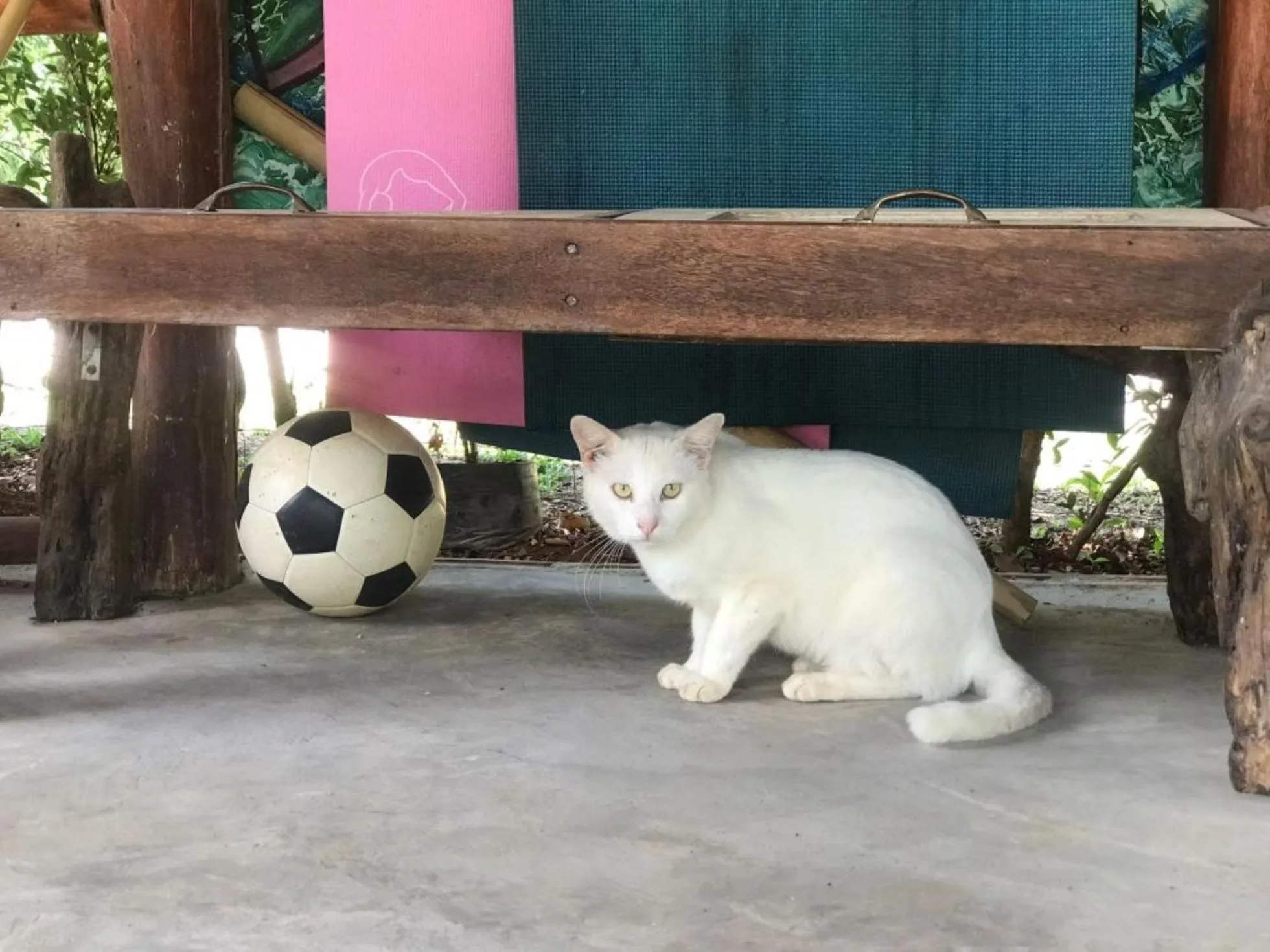 Pets in Chill Out Village