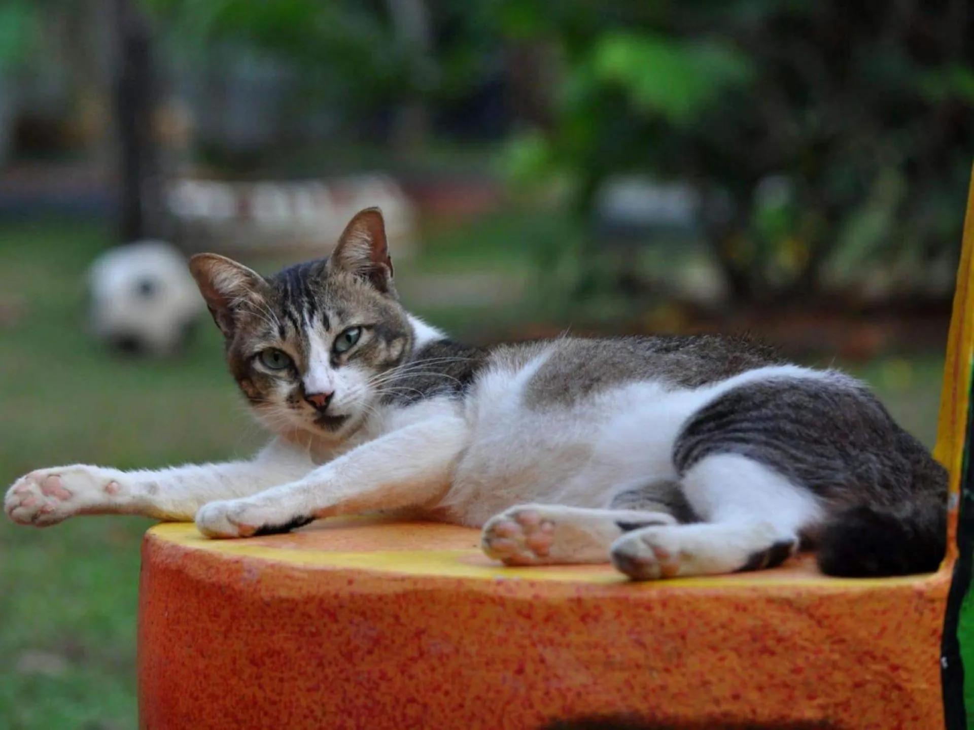 Pets in Chill Out Village