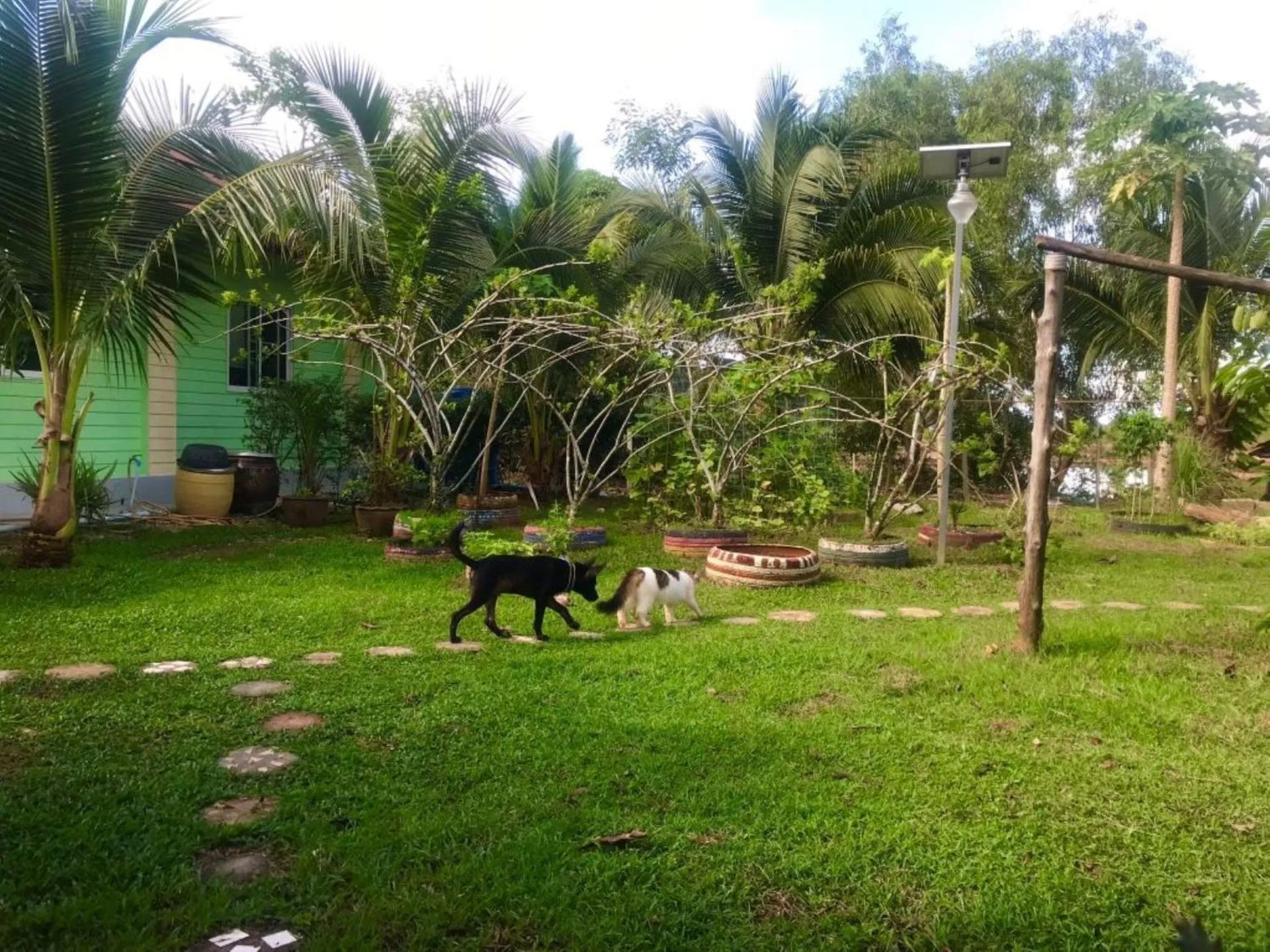 Pets in Chill Out Village