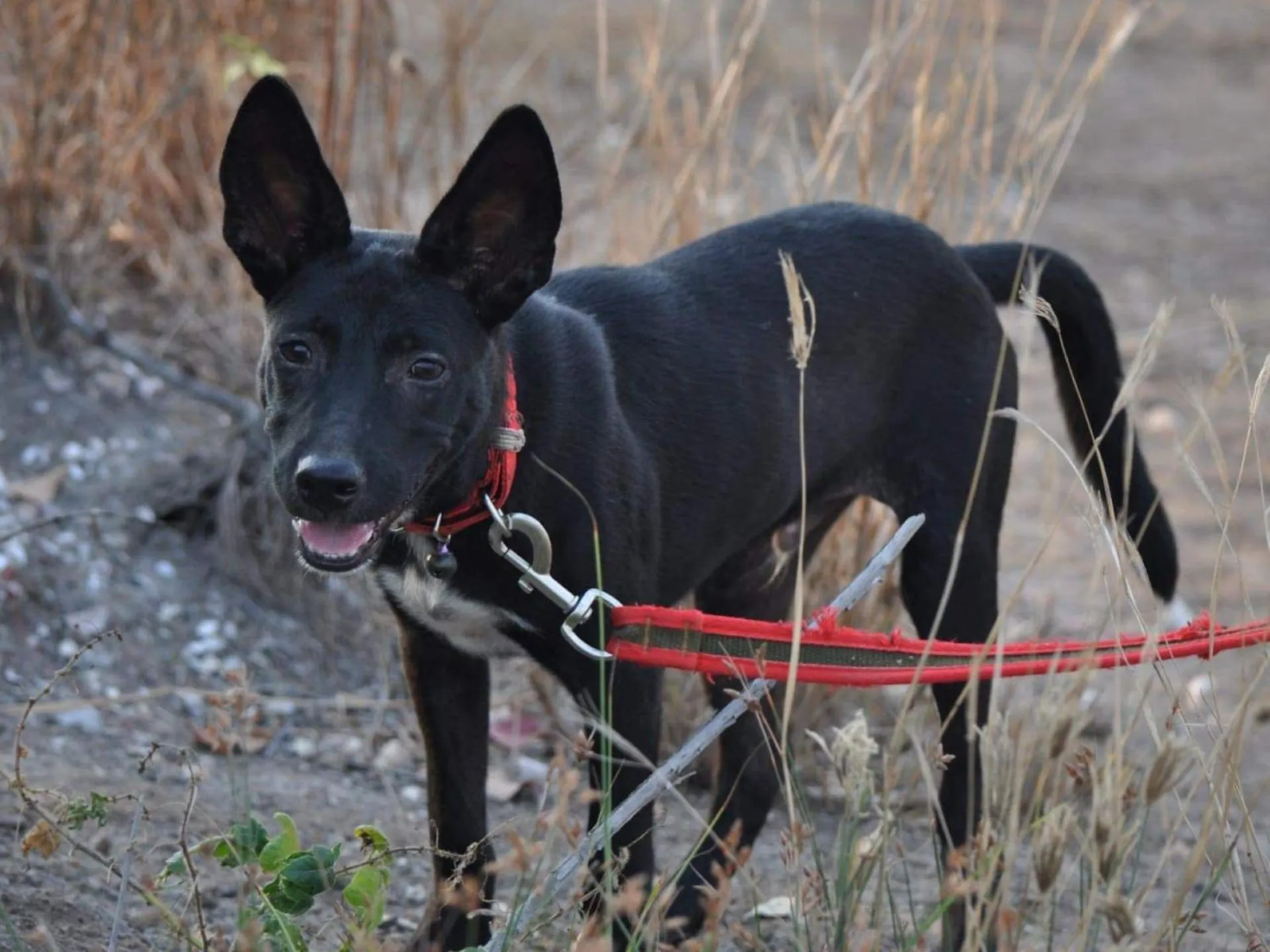 Pets in Chill Out Village