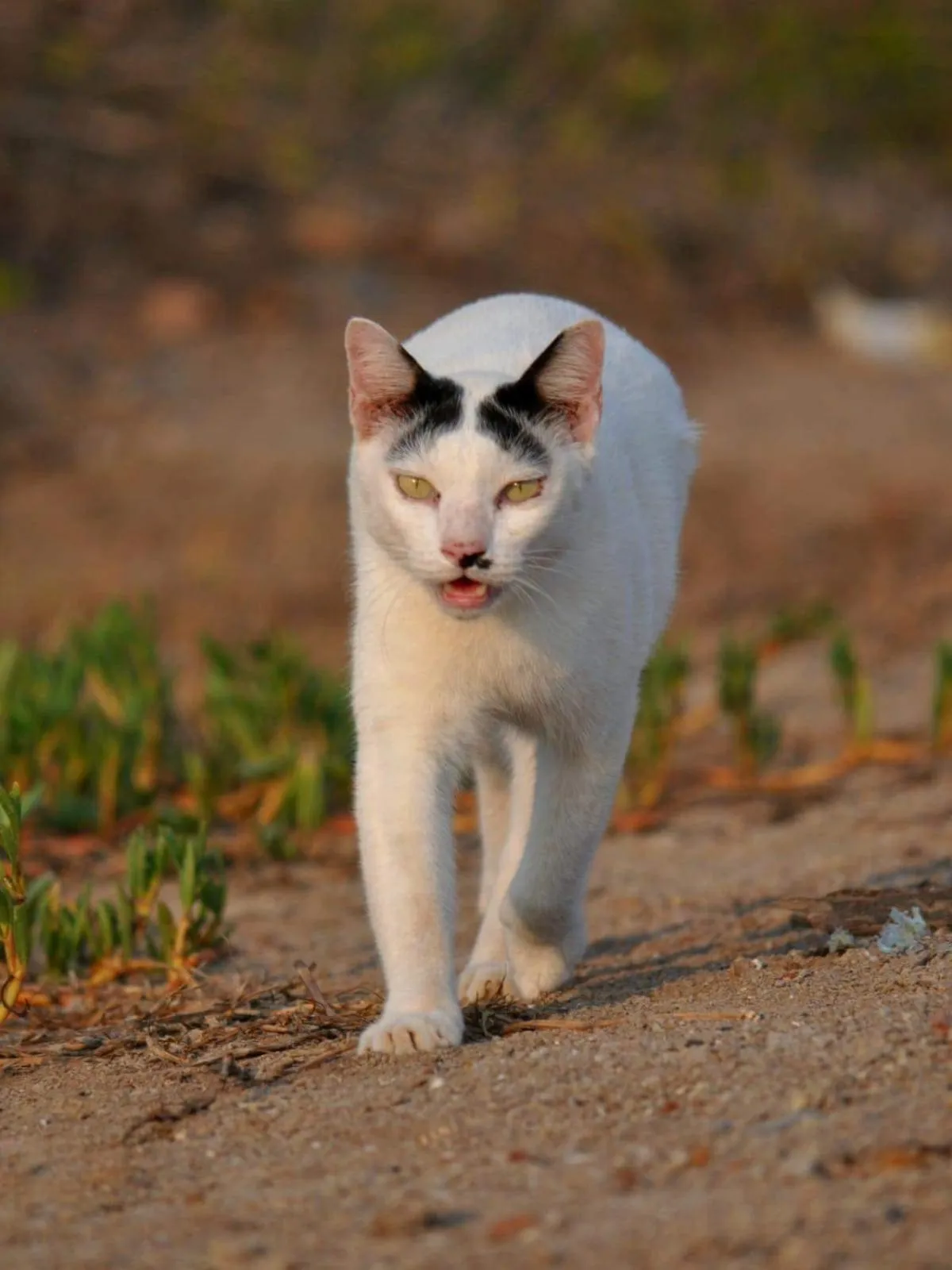 Pets in Chill Out Village