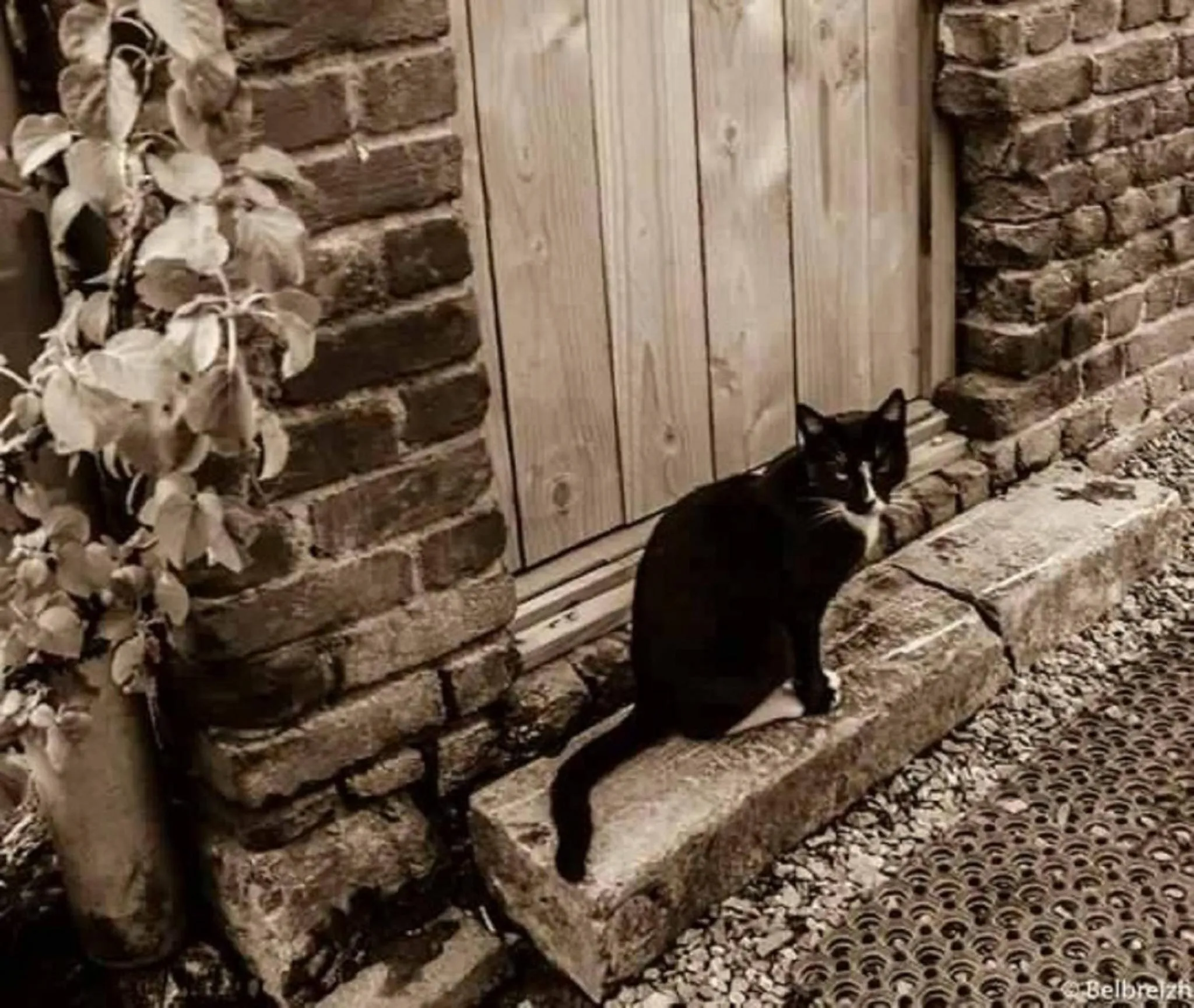 Animals in B&B Barvaux, Durbuy