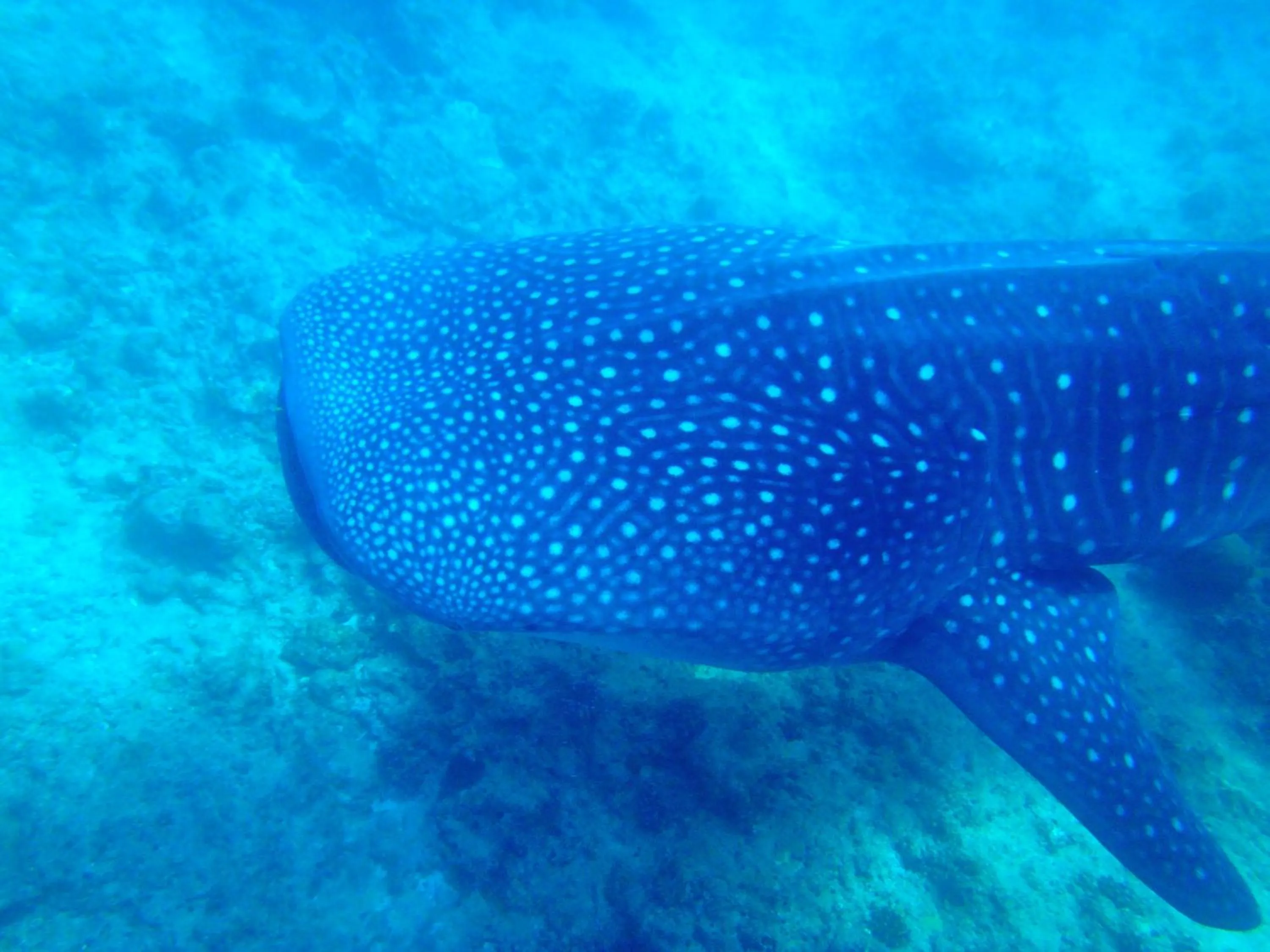 Snorkeling in West Sands