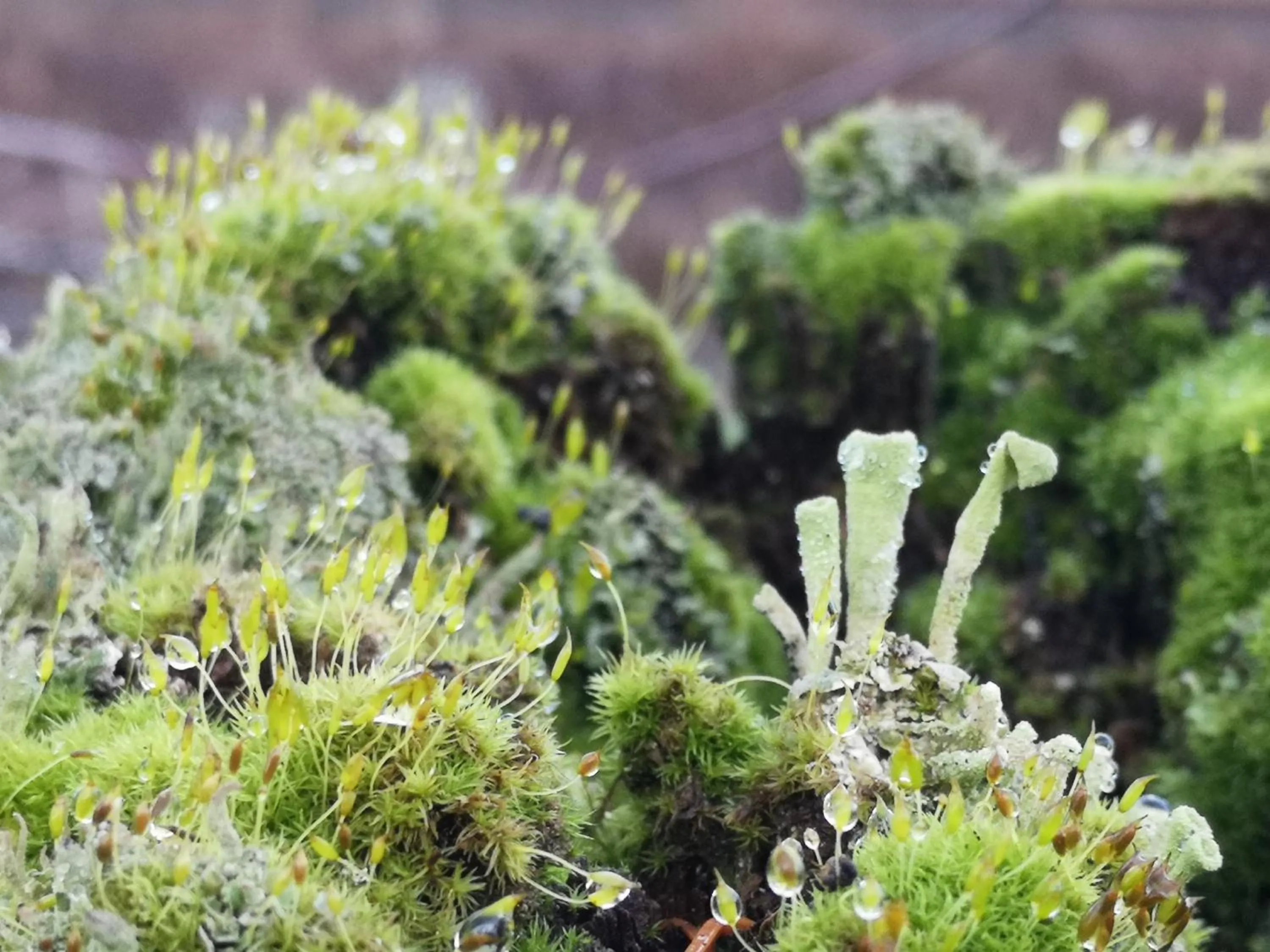 Natural landscape in Klosterhotel Walkenried