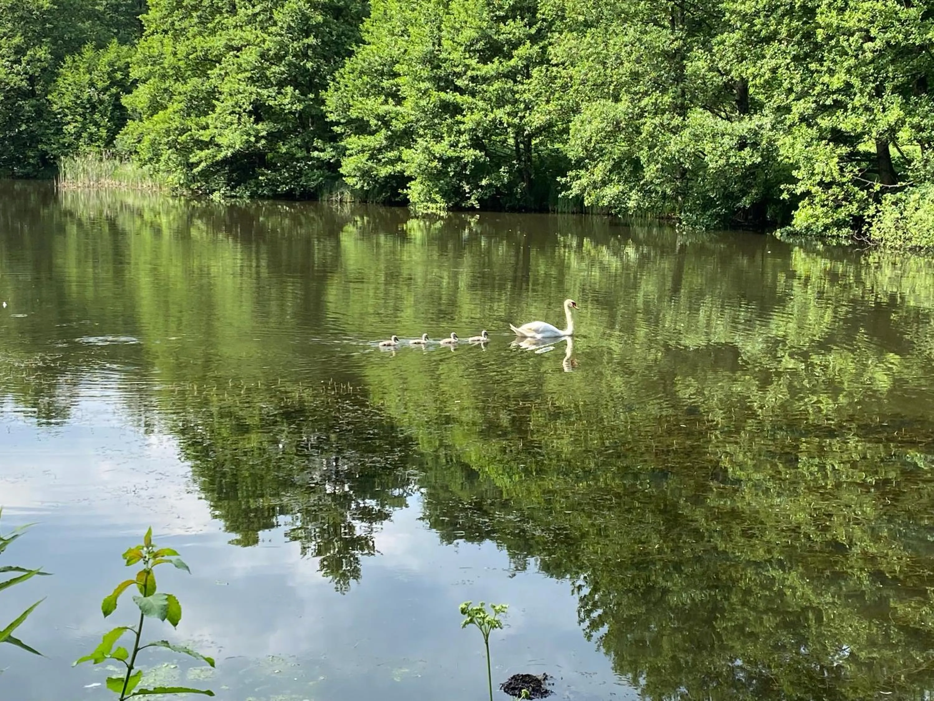 Natural landscape in Klosterhotel Walkenried