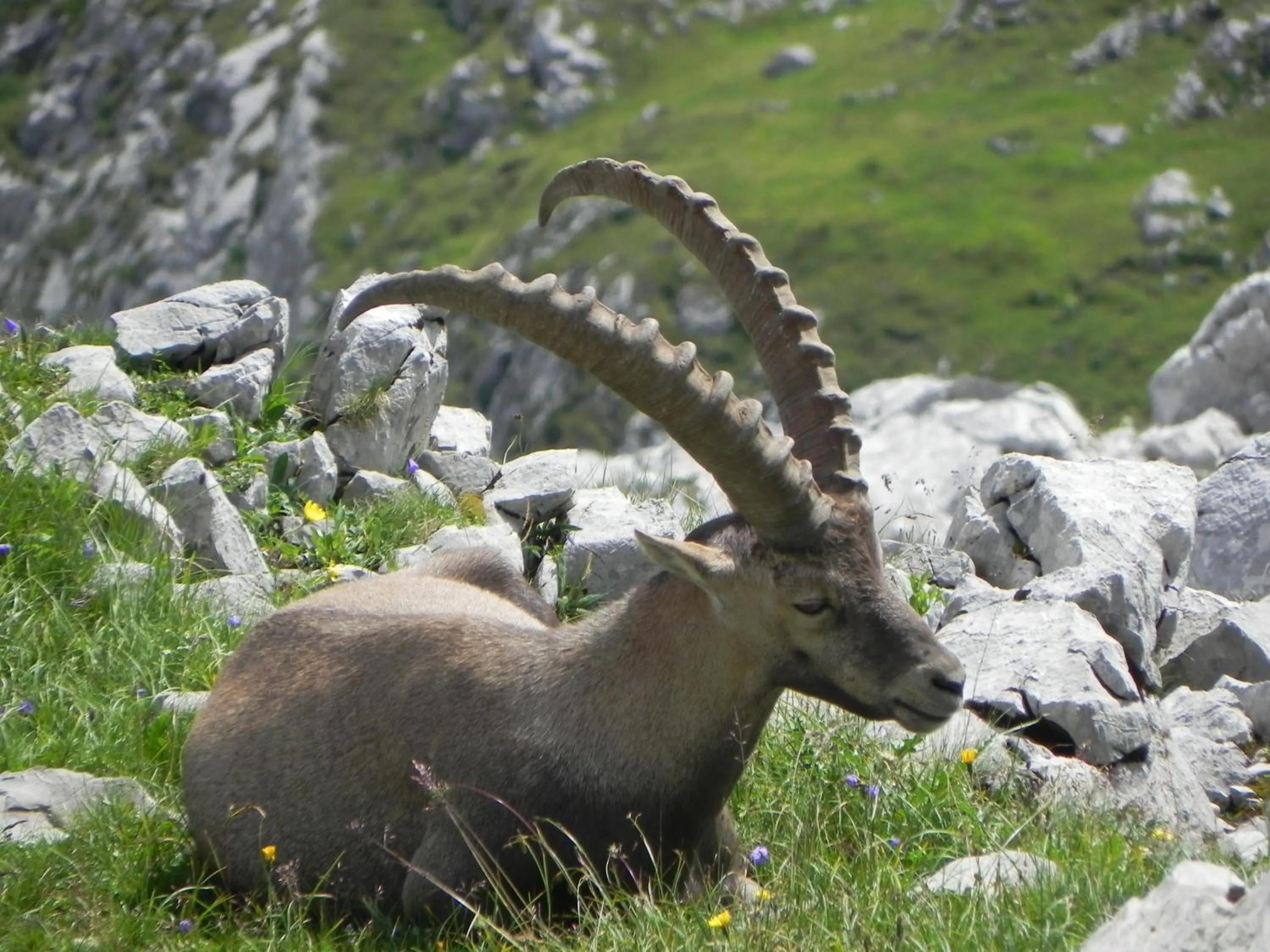 Animals in Pension Edelweiss