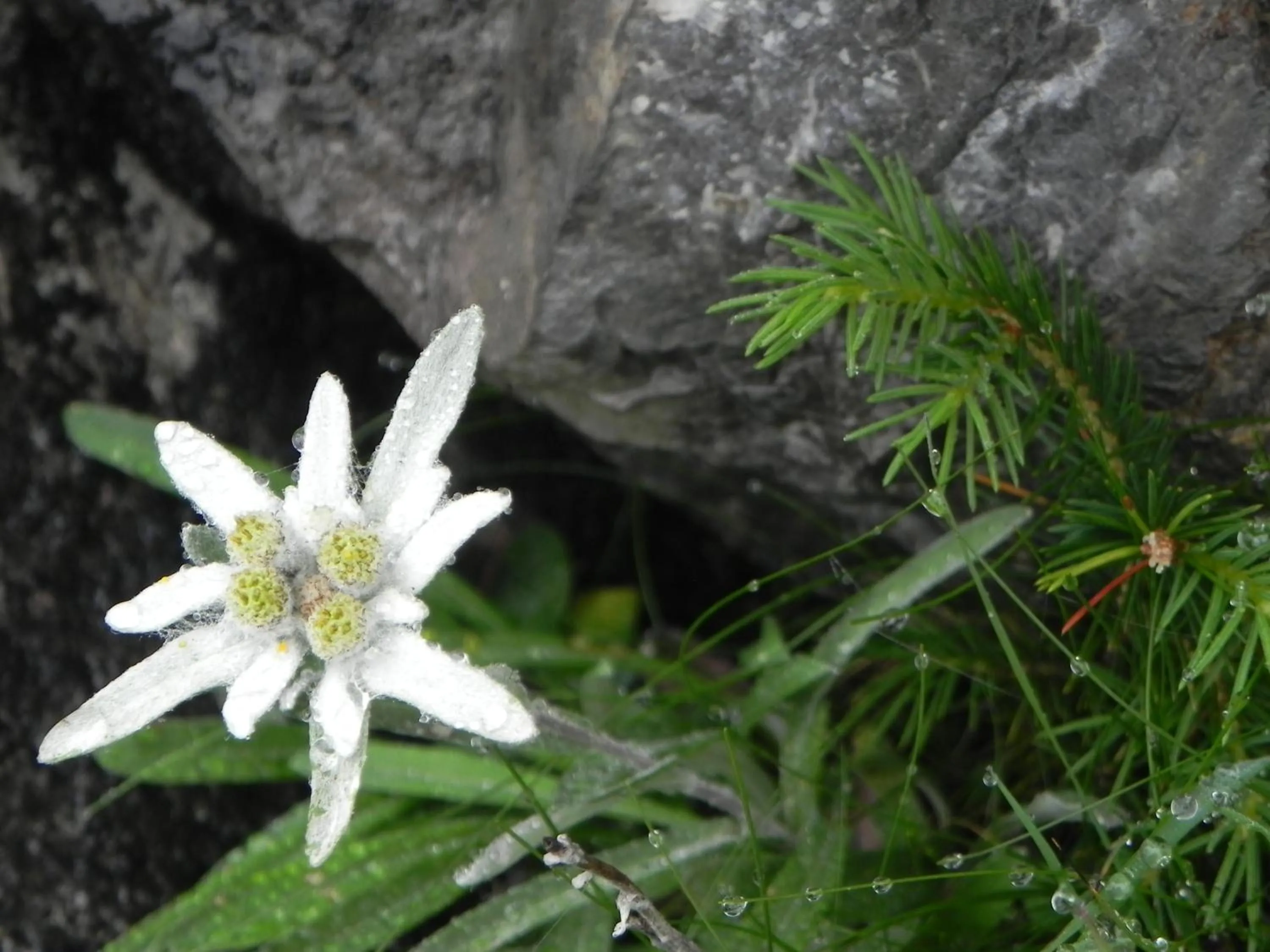 Other in Pension Edelweiss