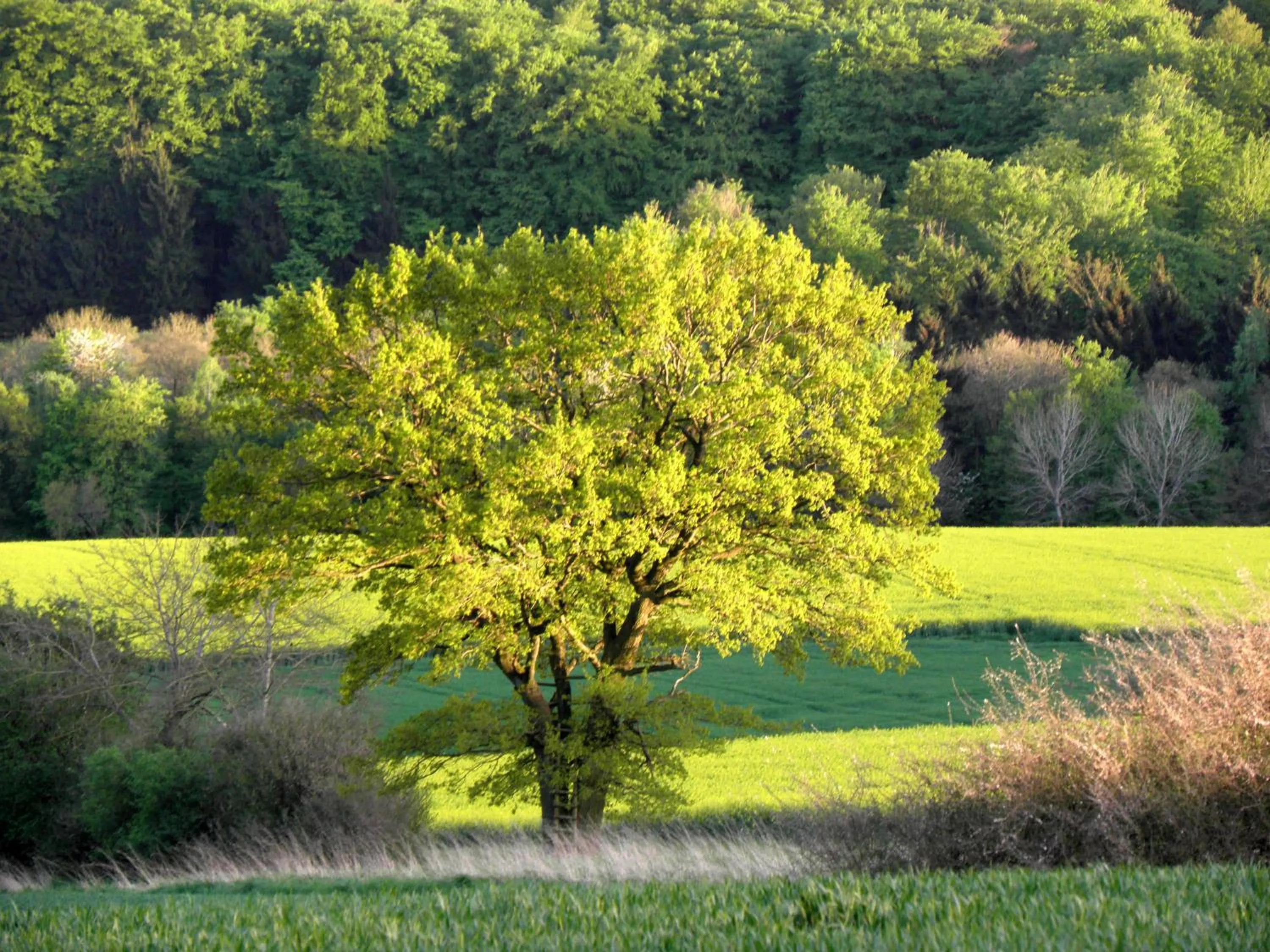Summer in Gästehaus Laßbruch