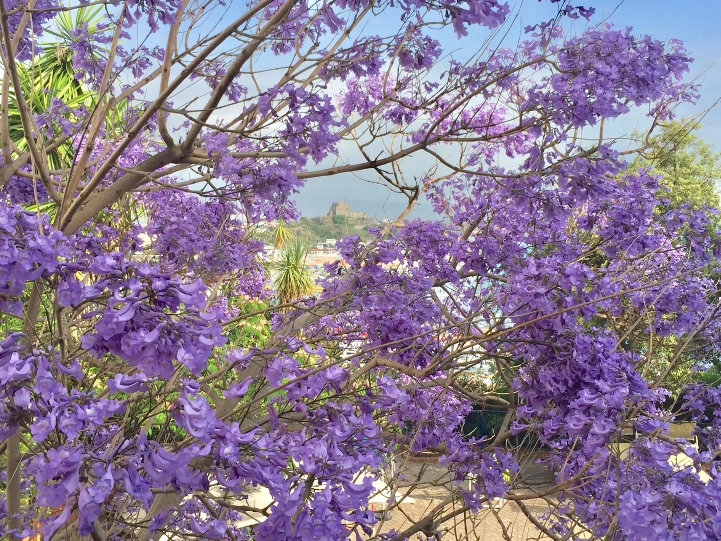 Garden in Grand Hotel De Rose
