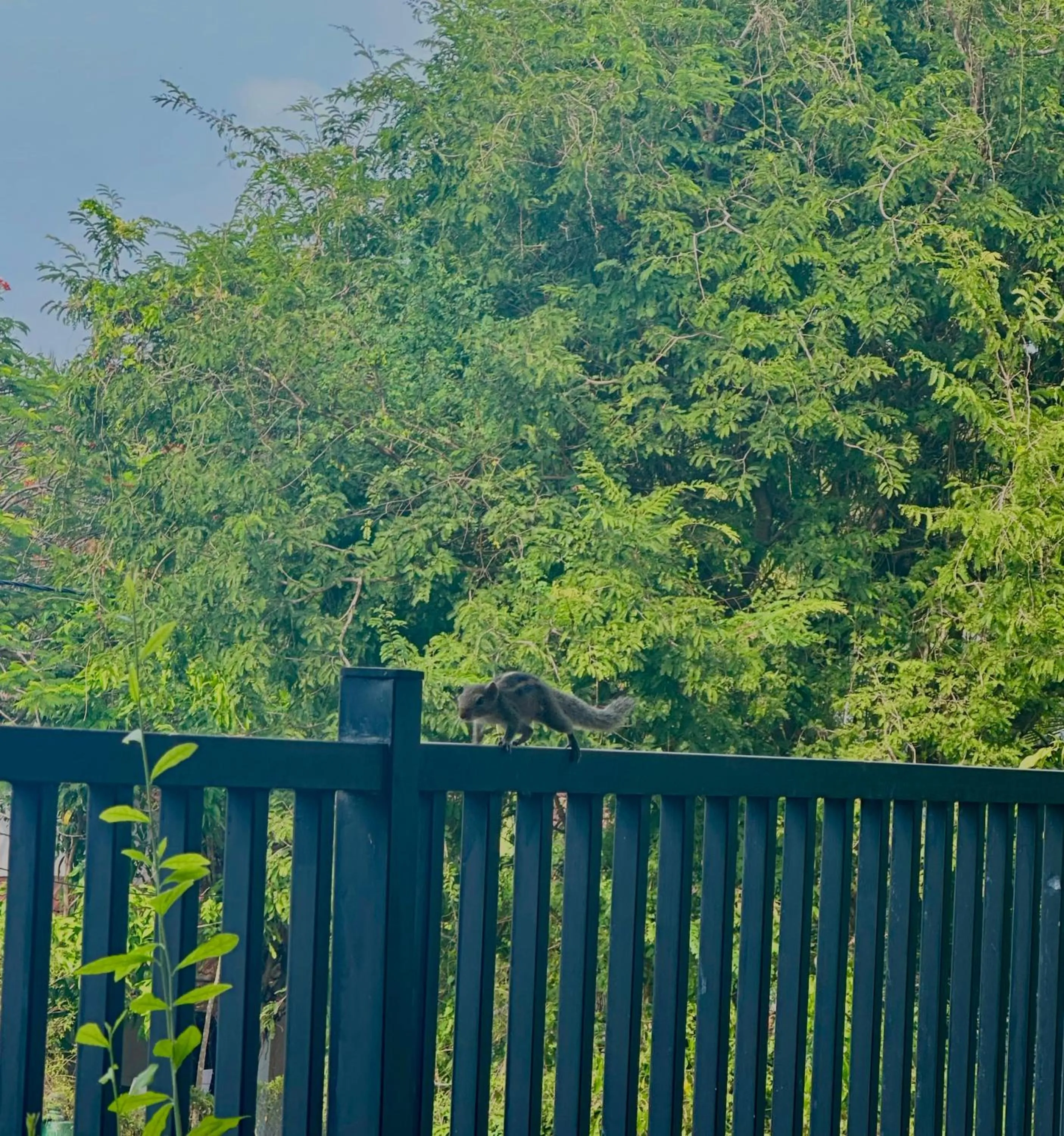 St CLAIRE'S GREEN Negombo Hotel & Hostels