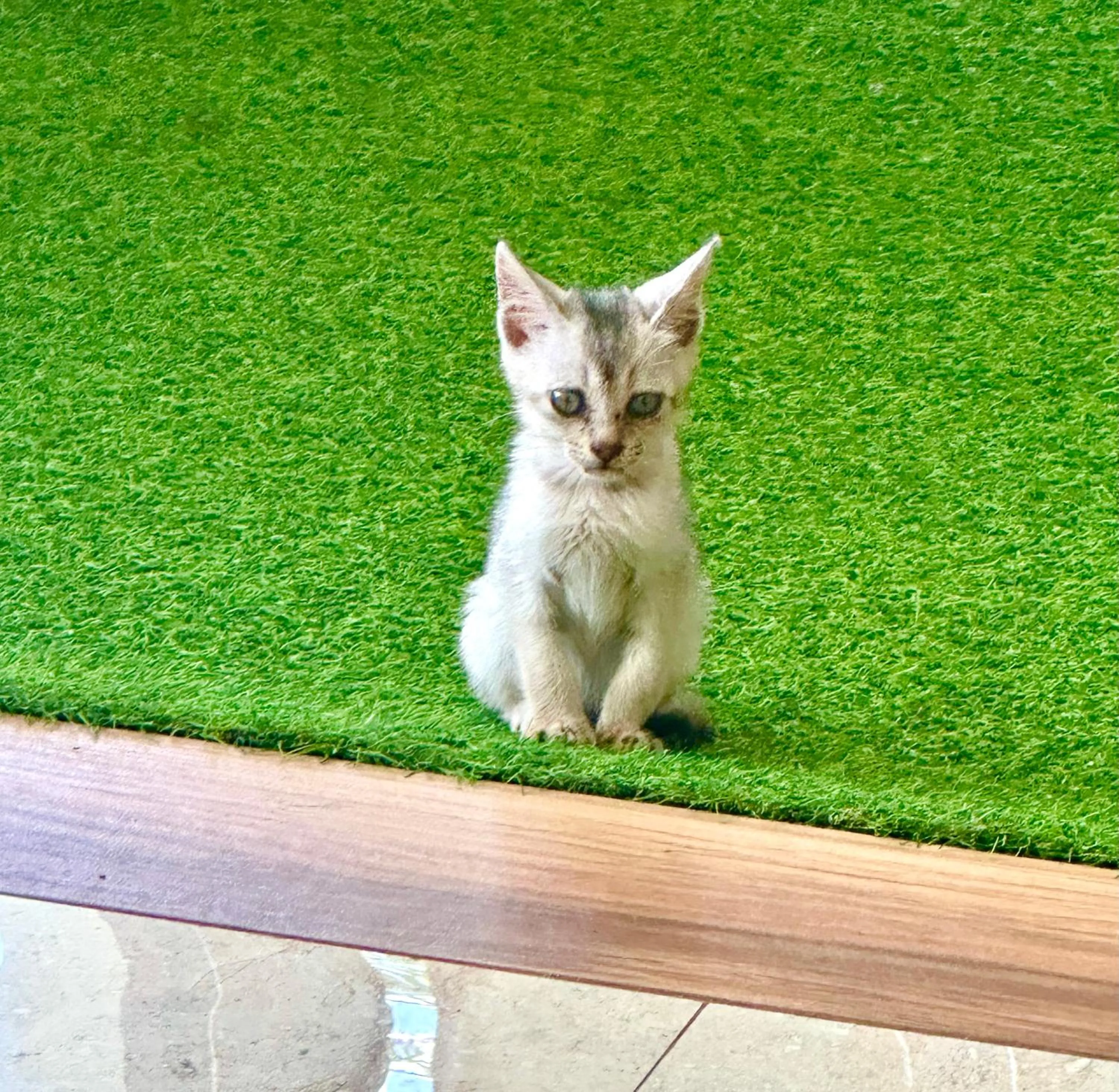 St CLAIRE'S GREEN Negombo Hotel & Hostels