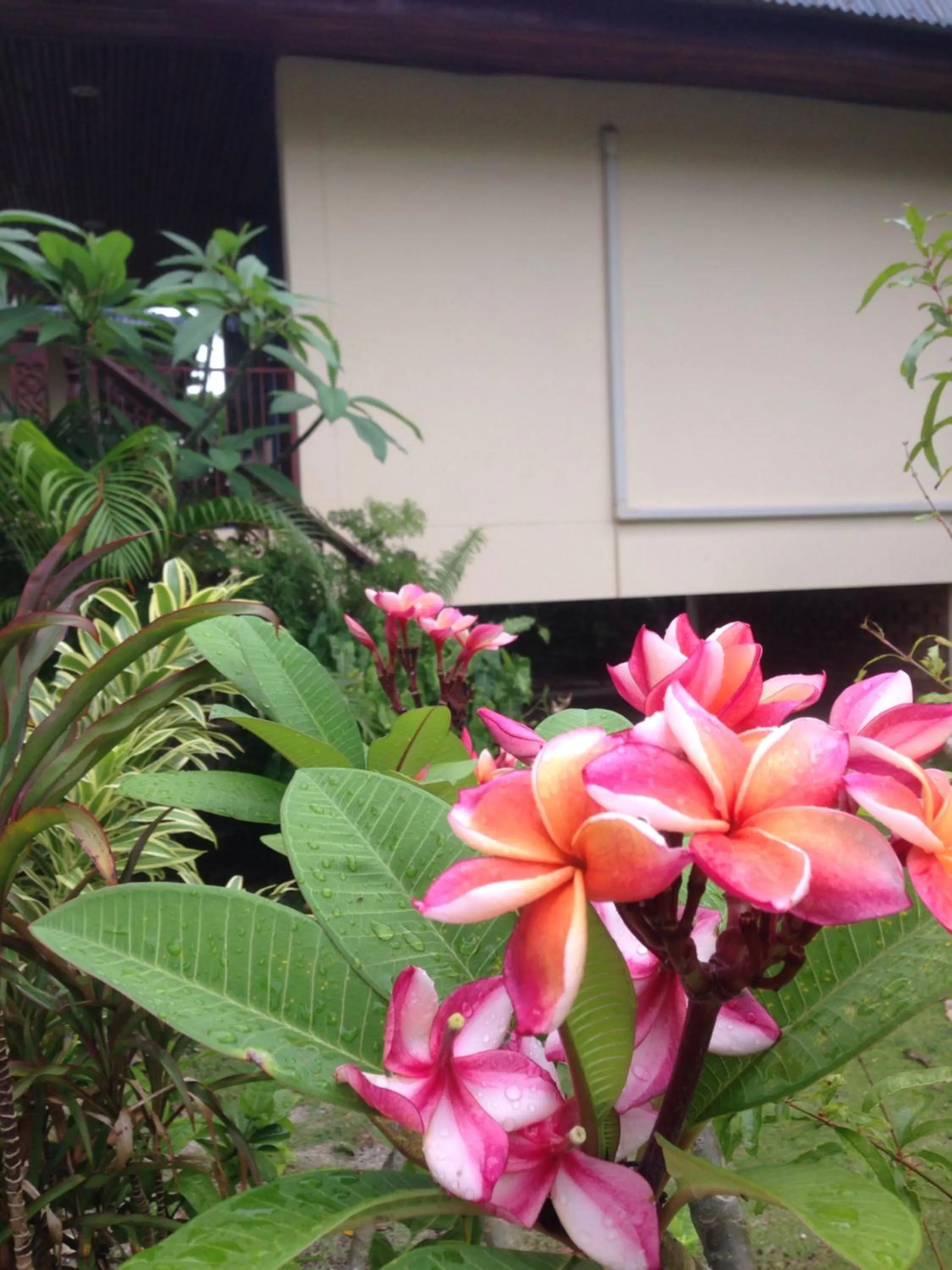 Garden in Tropicana Khophagan Resort Hotel