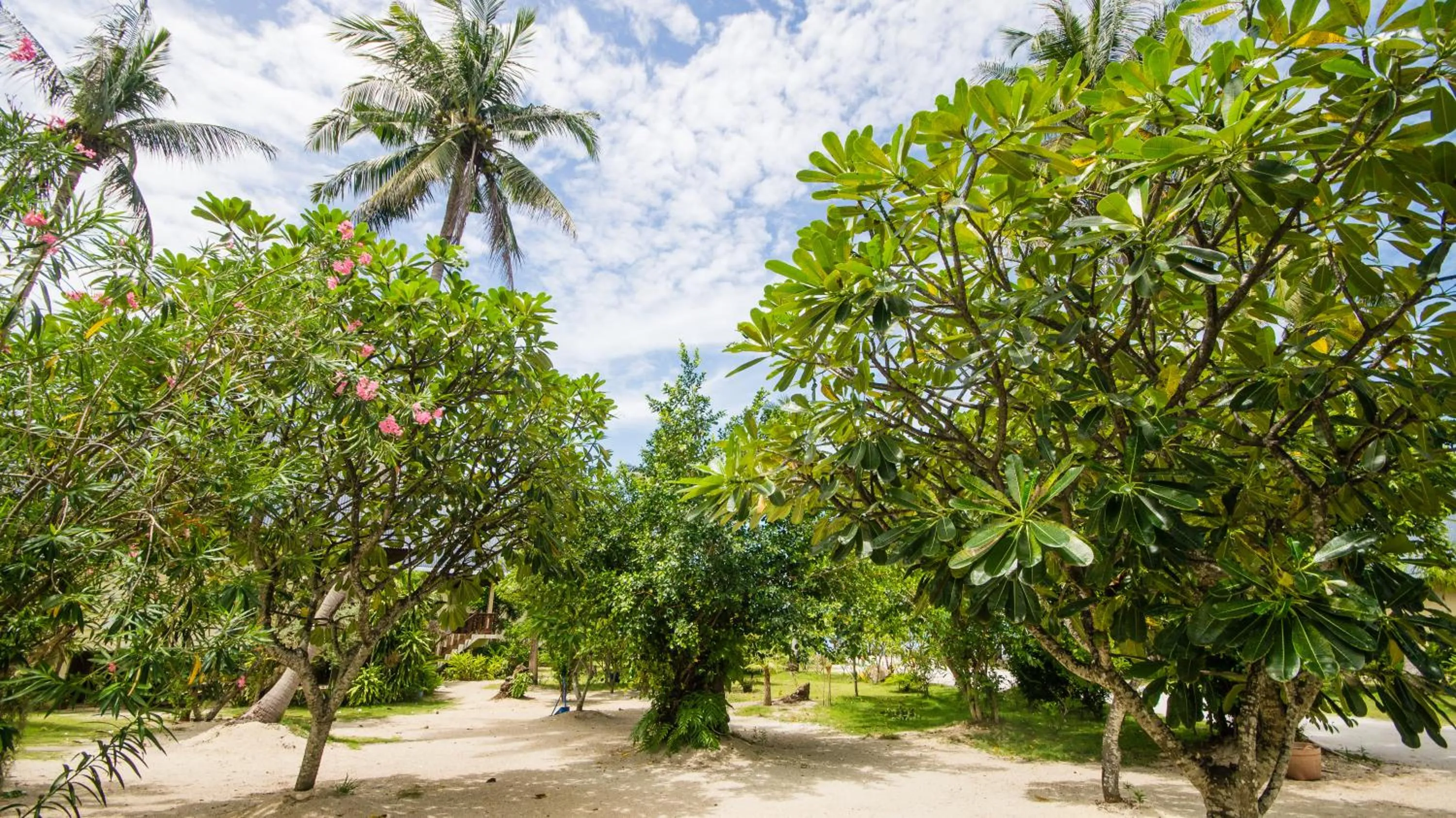 Garden in Tropicana Khophagan Resort Hotel