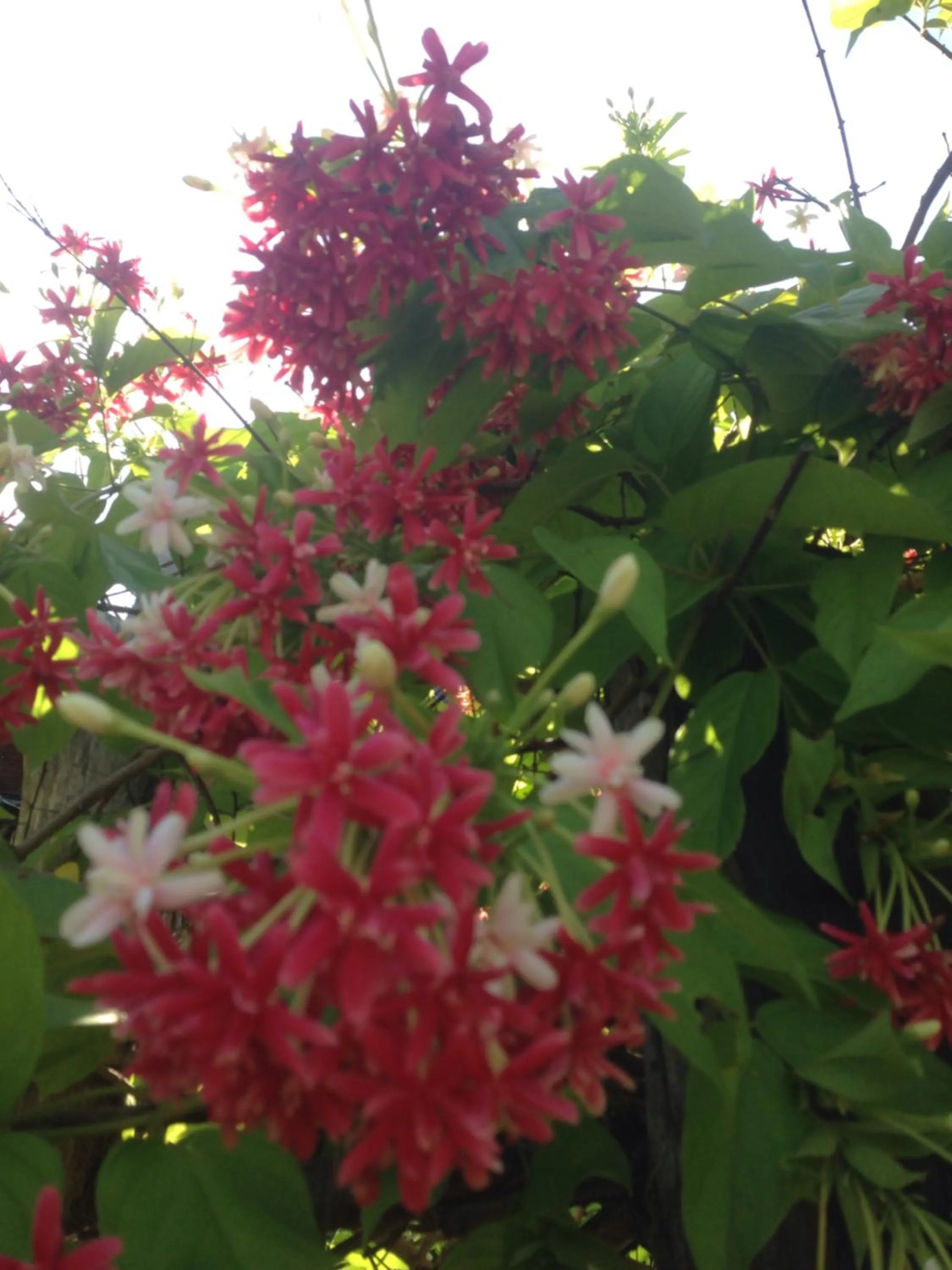 Tropicana Khophagan Resort Hotel