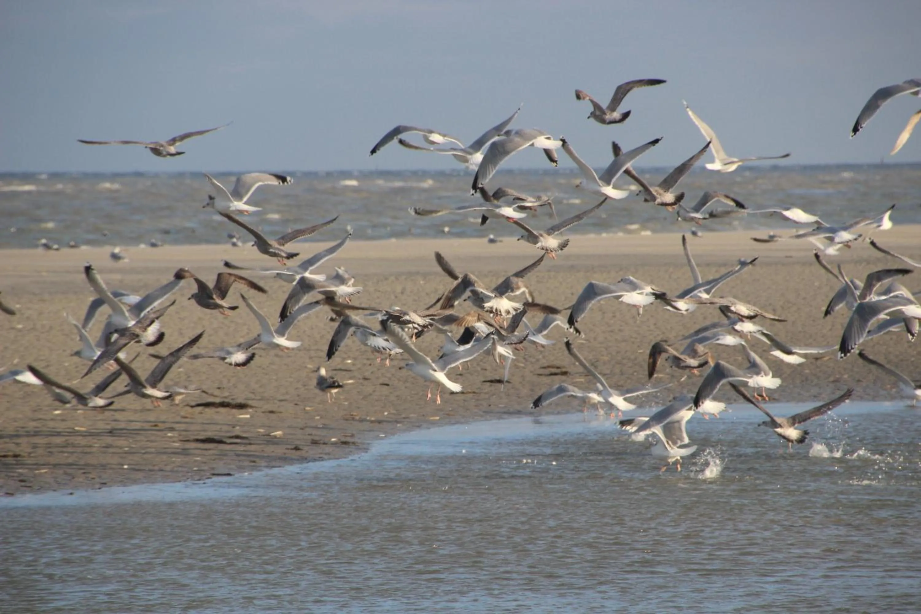 Beach in Deichhotel Rose