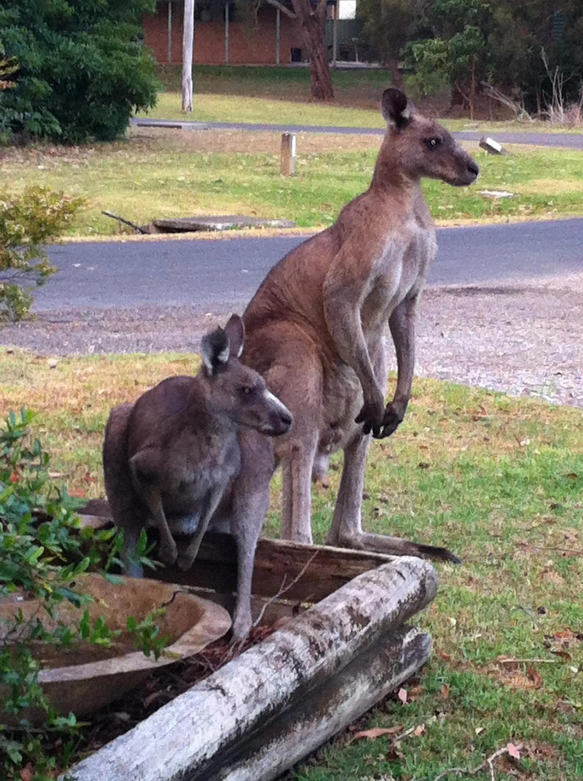 Animals in Jetz Bungalow