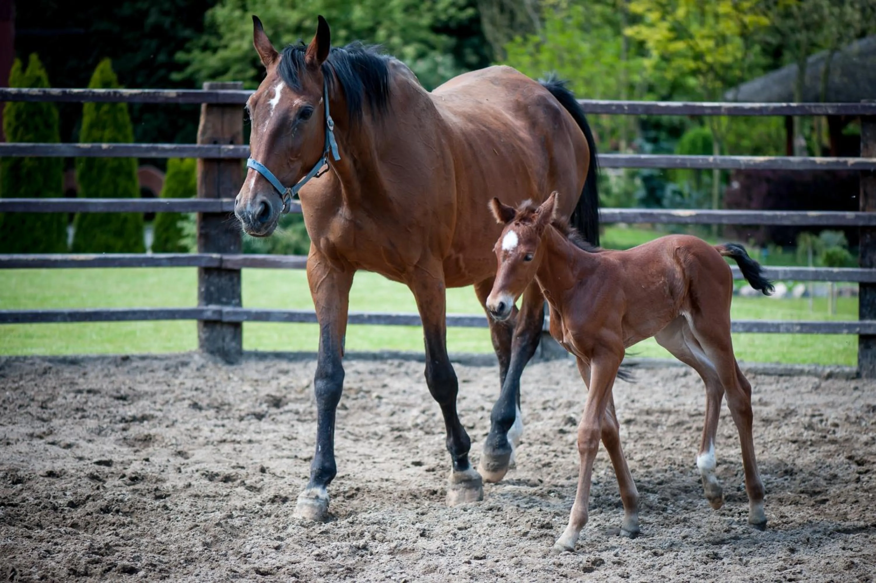 Animals in Akademia Kuraszków