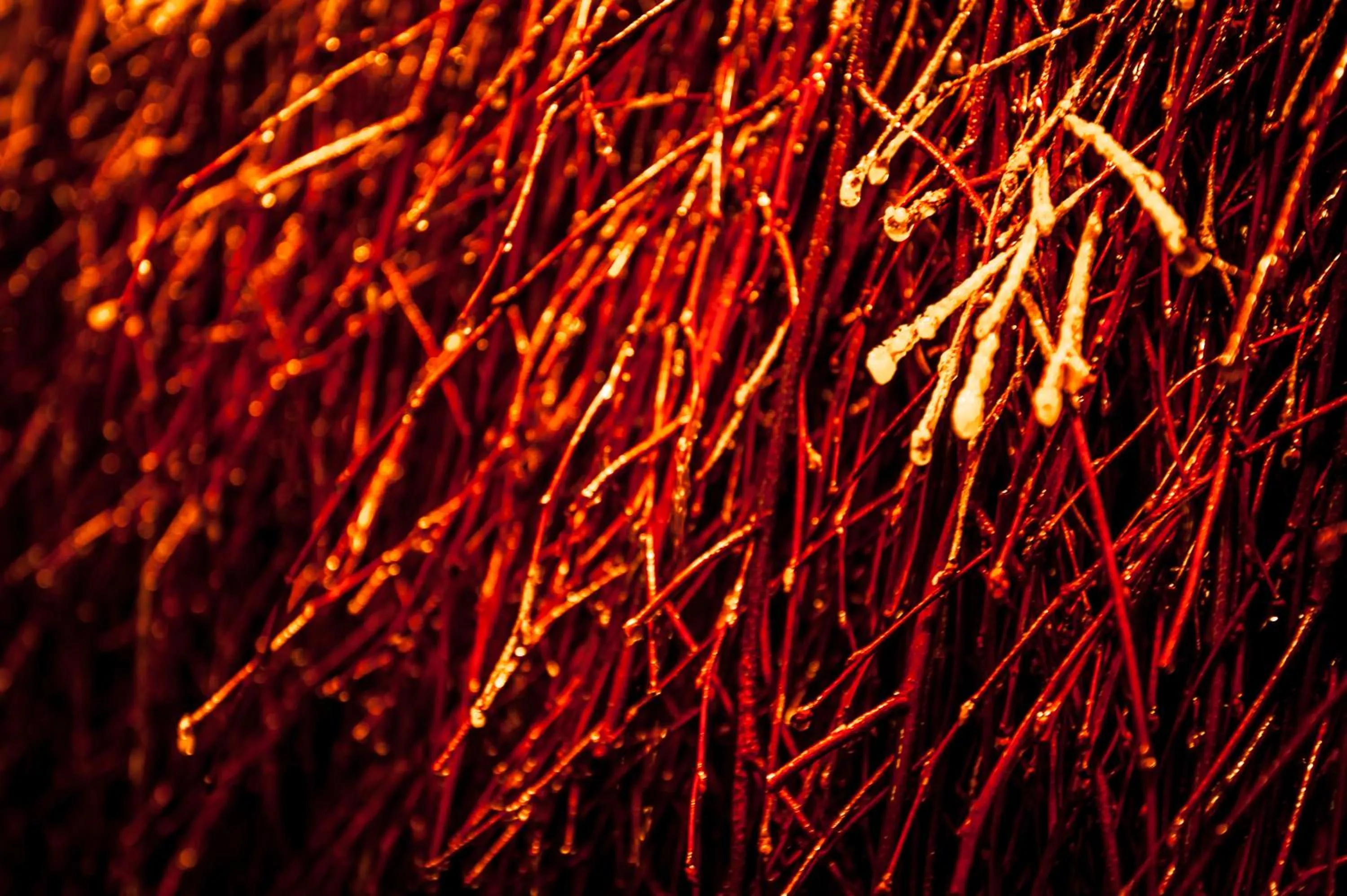 Sauna in Akademia Kuraszków