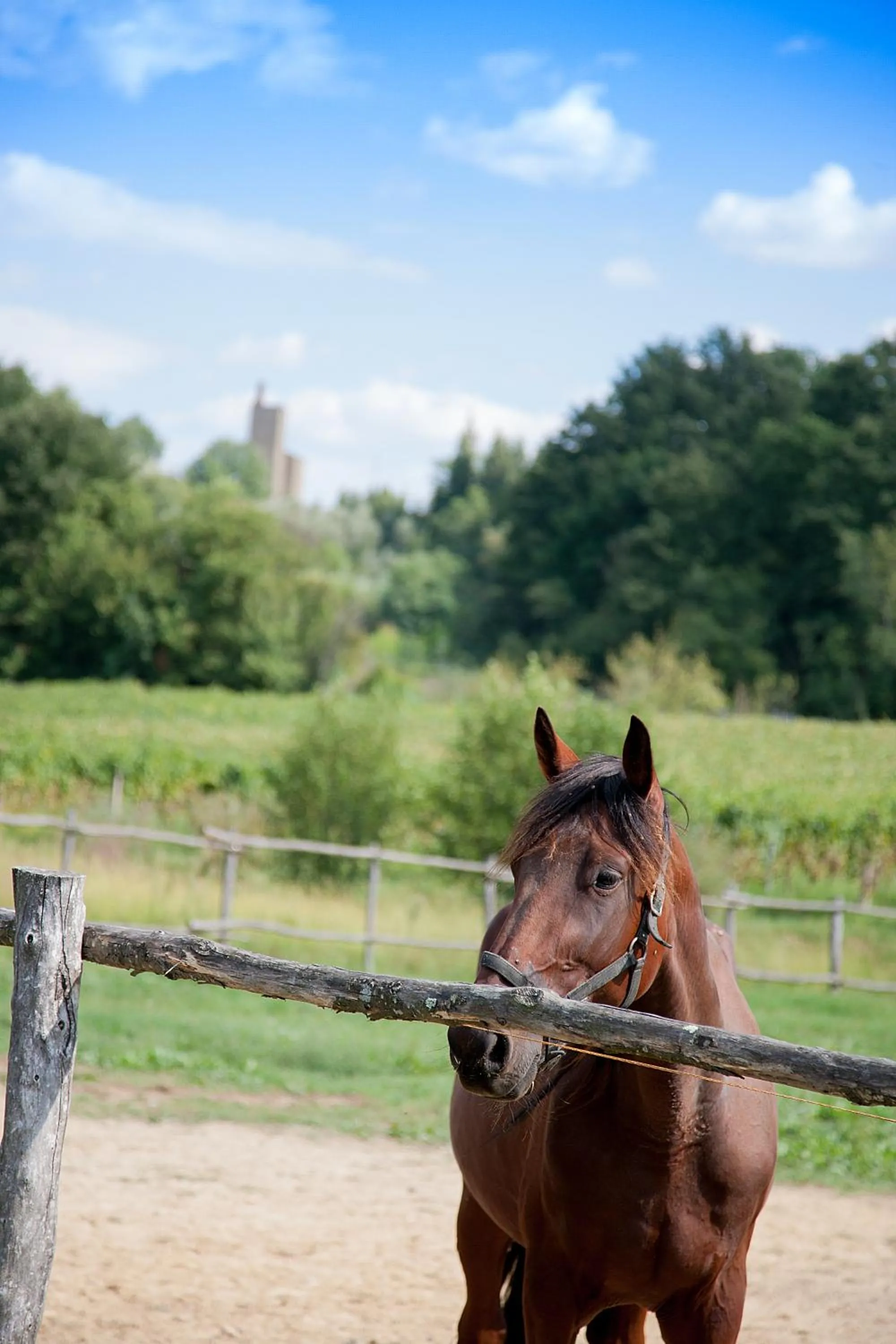 Pets in Agriturismo Il Piastrino