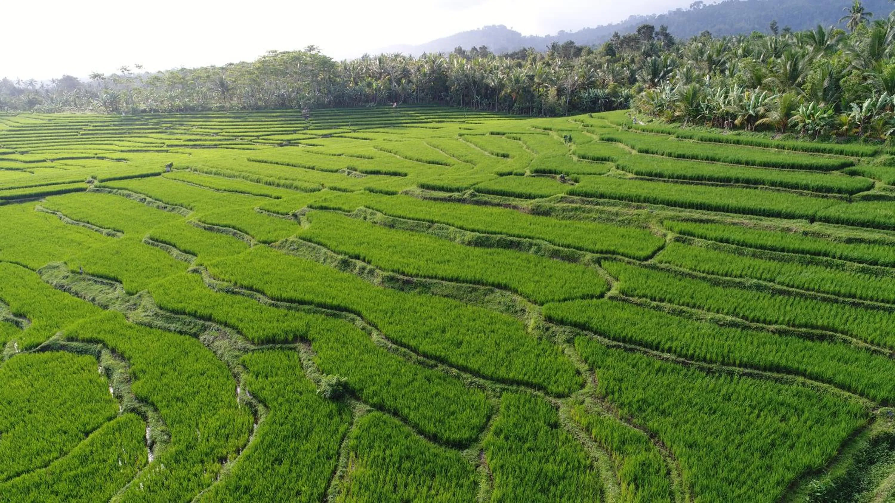 Neighbourhood in Medewi Secret SurfCamp