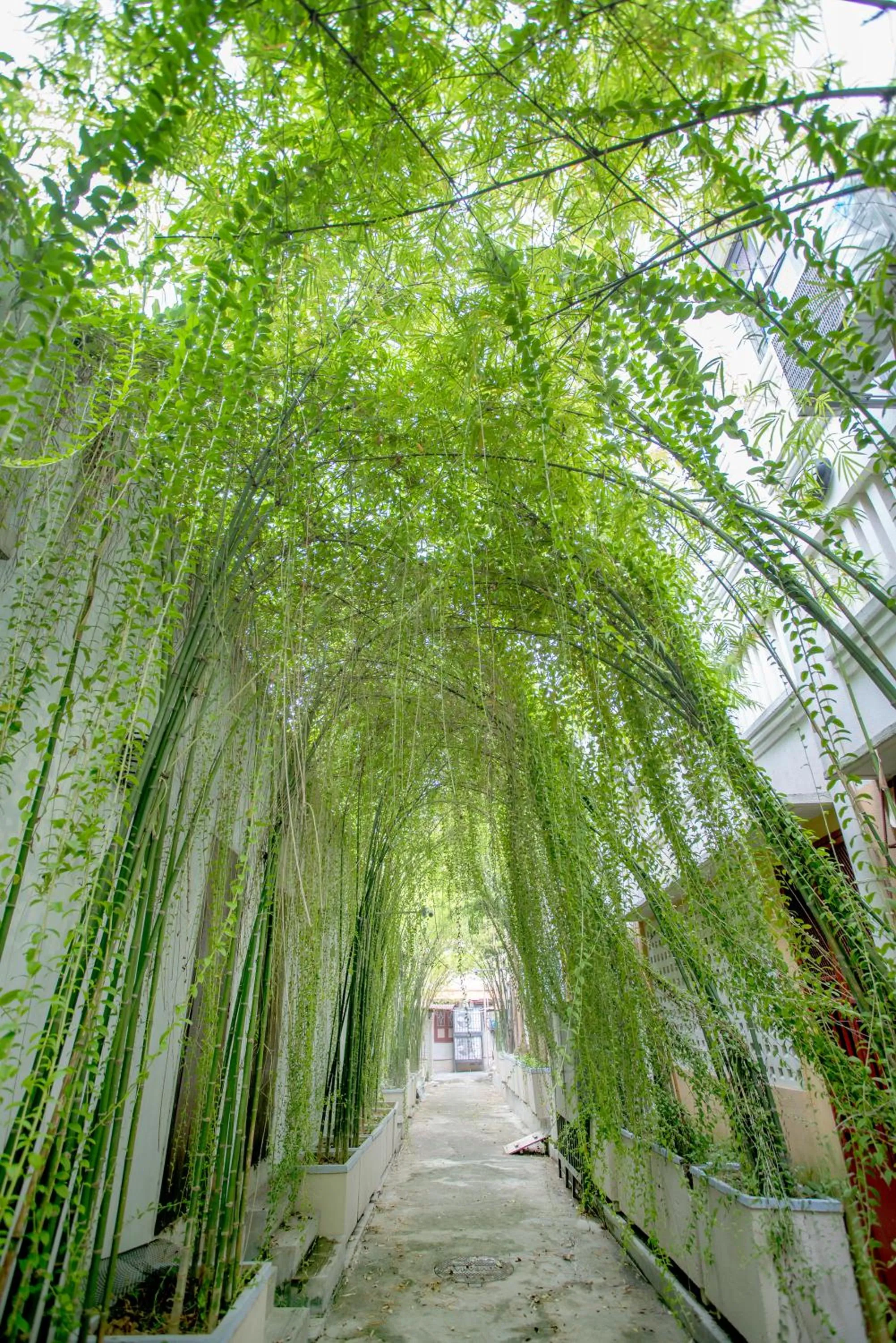 Natural landscape in Areca Hotel Penang