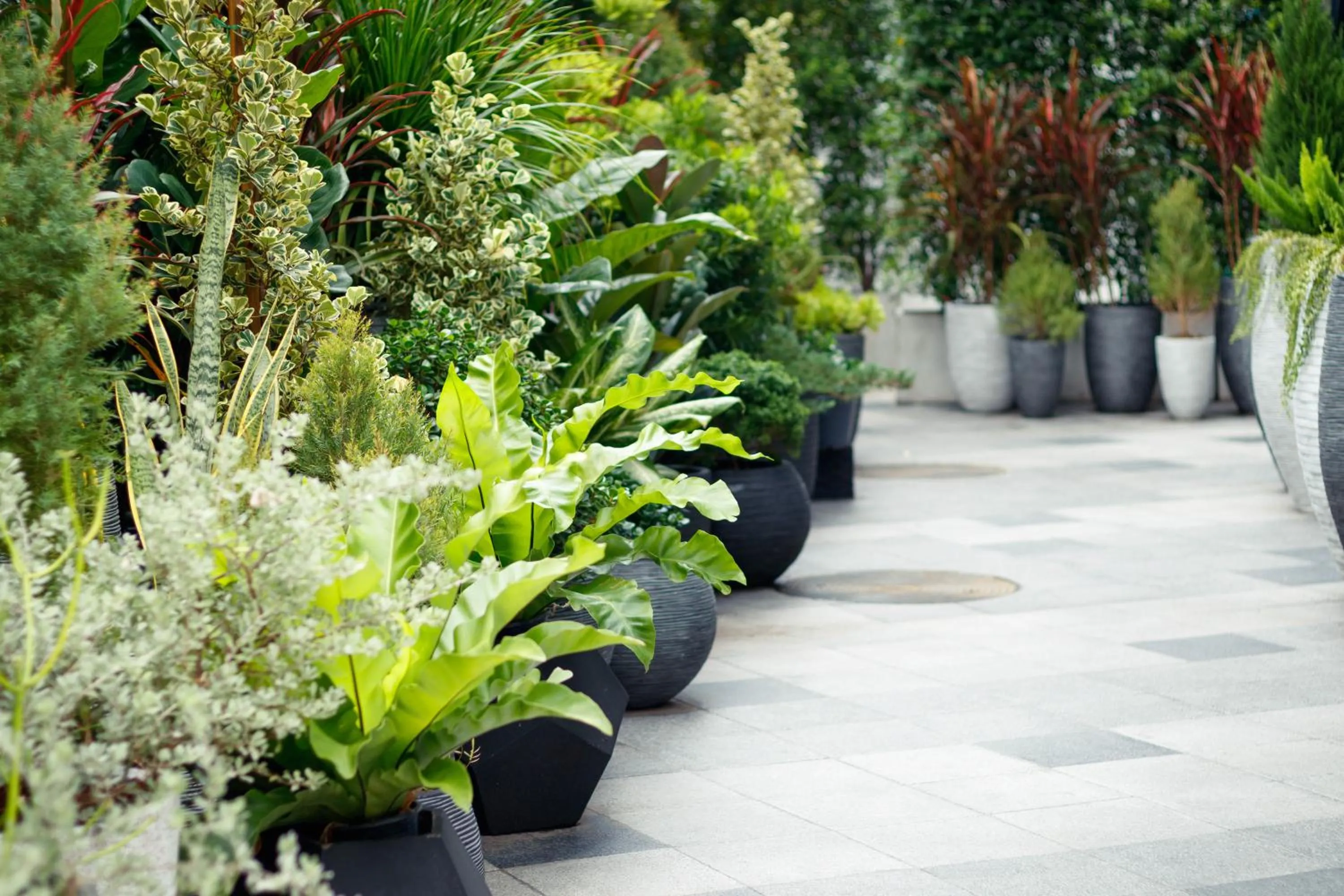 Garden in Klub Hotel Bangkok