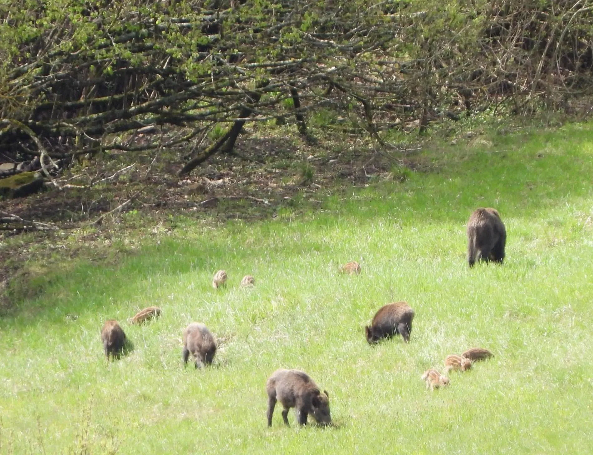Albergo Ristorante Poli