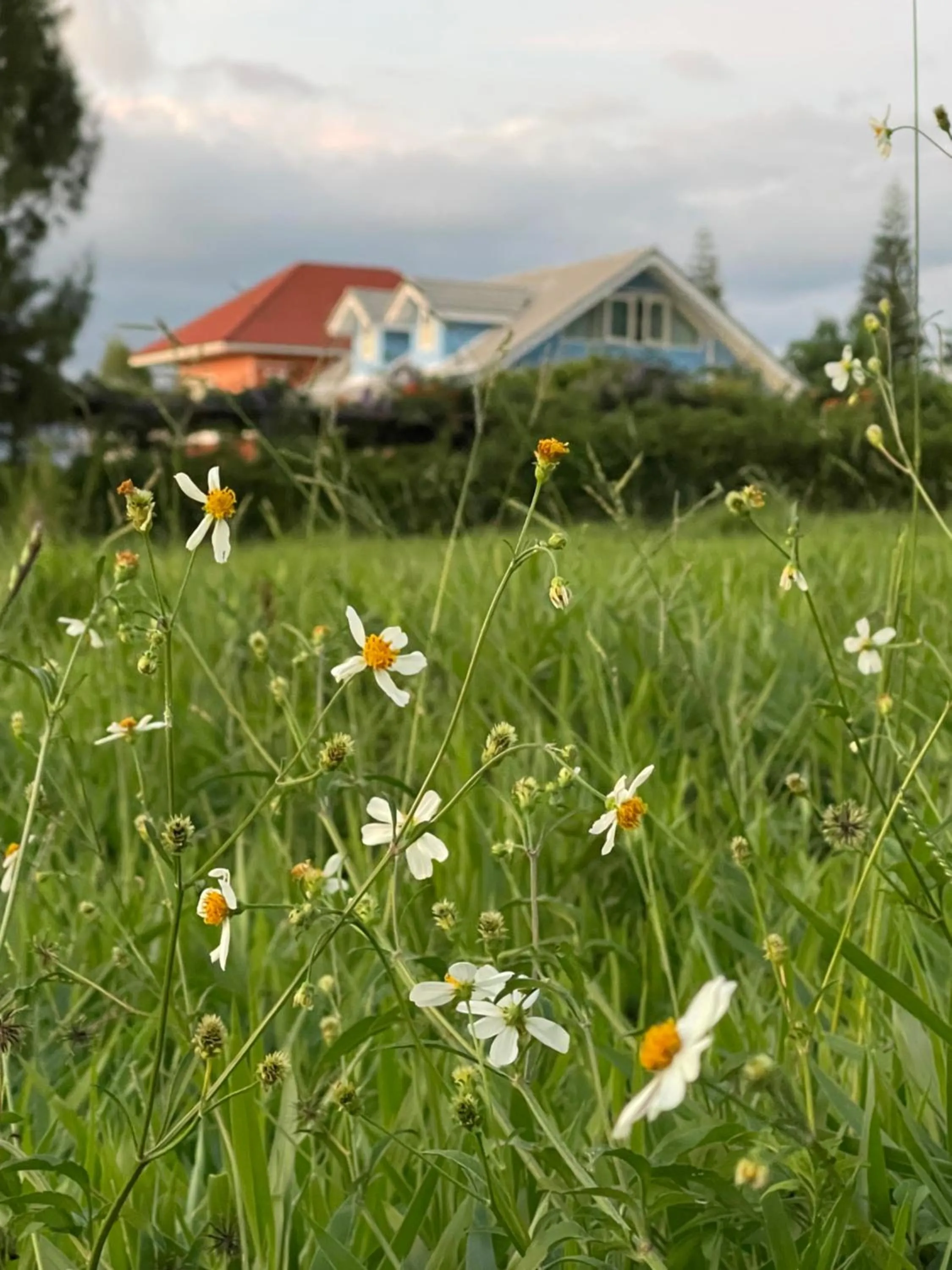 Misty English Cottage