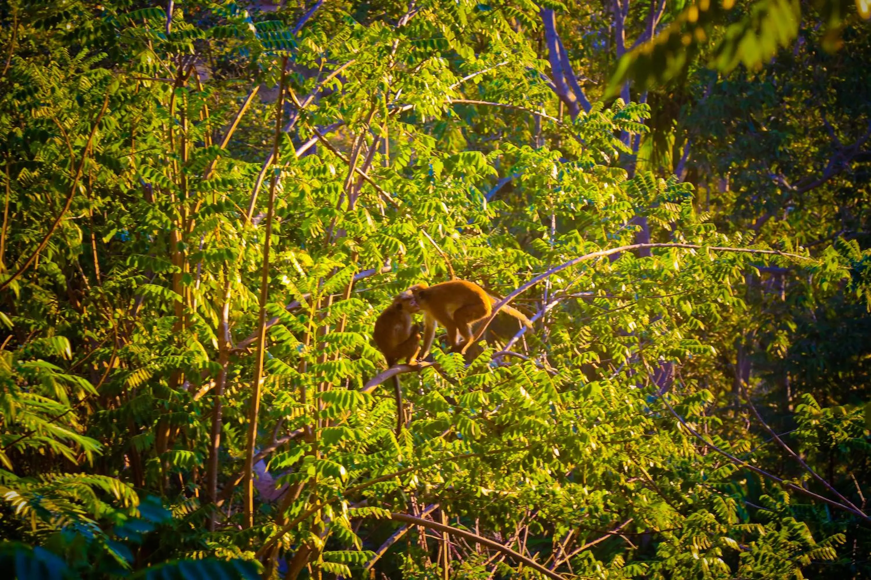 View (from property/room) in Ella Alpine Resort