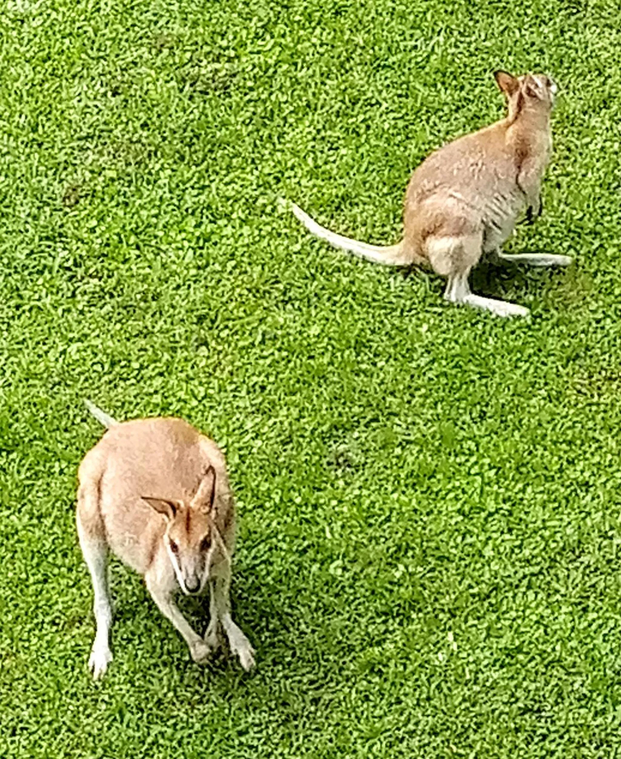Garden in Paradise in the Tropics