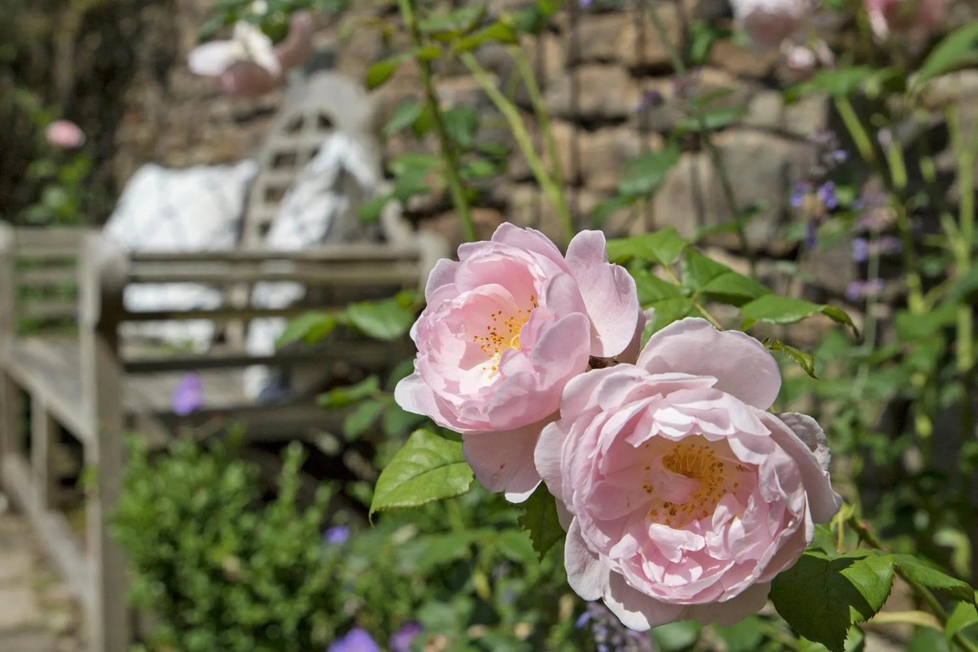 Garden in Sheriff Lodge