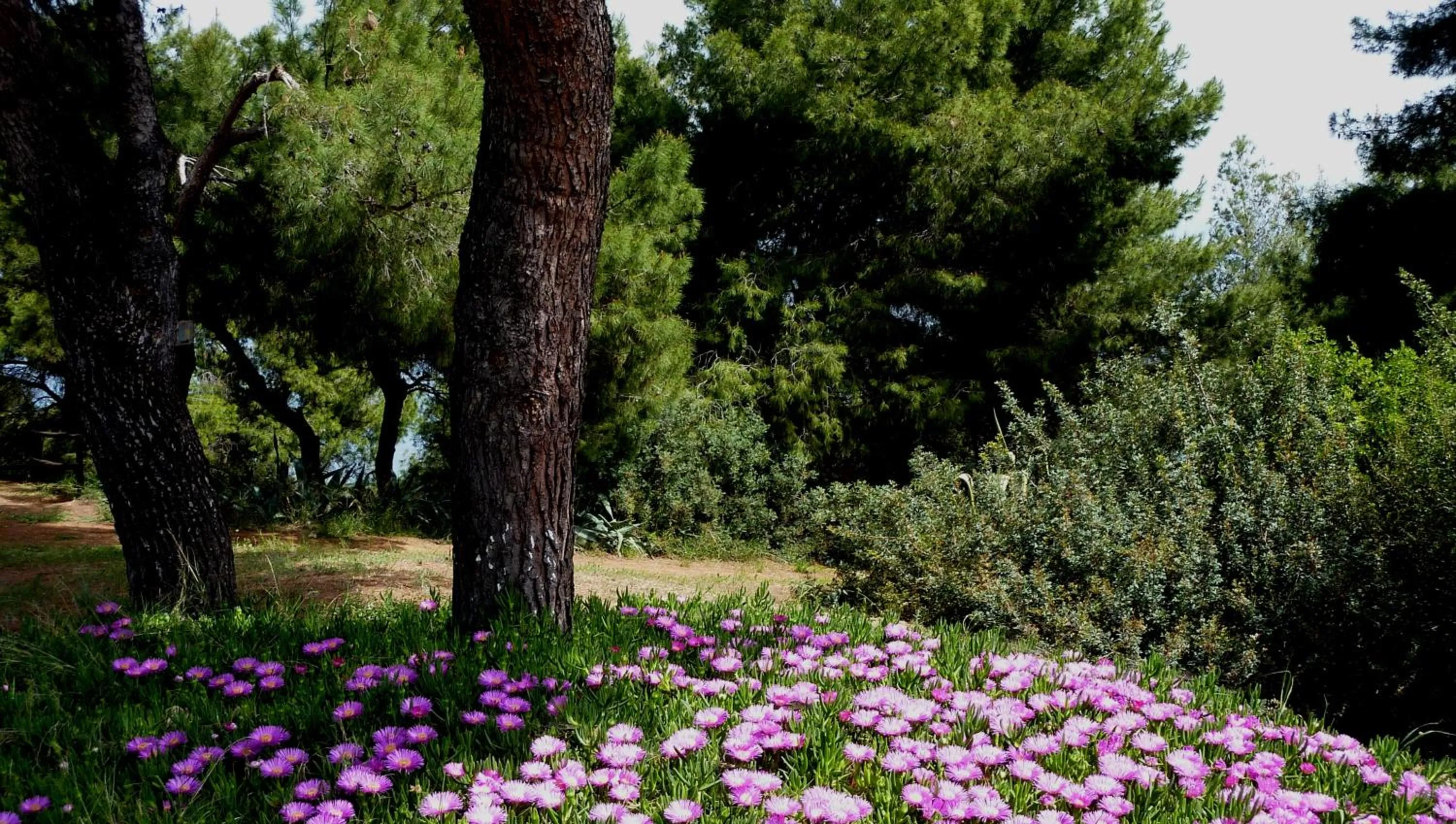 Garden in Villa Oasis