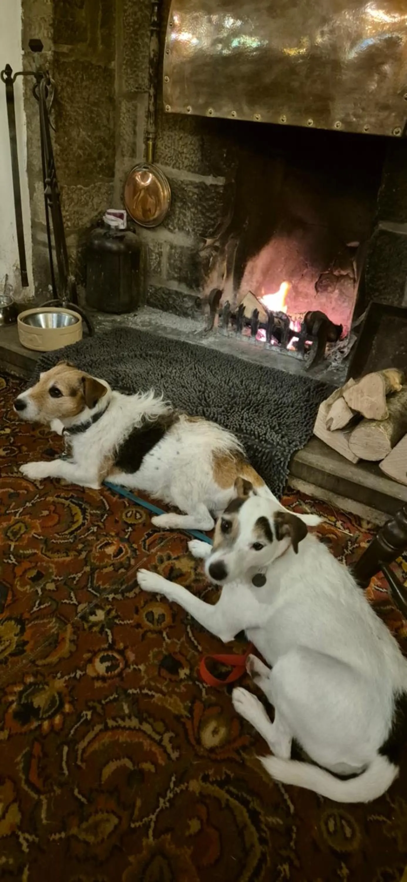 Pets in The Talbot Hotel