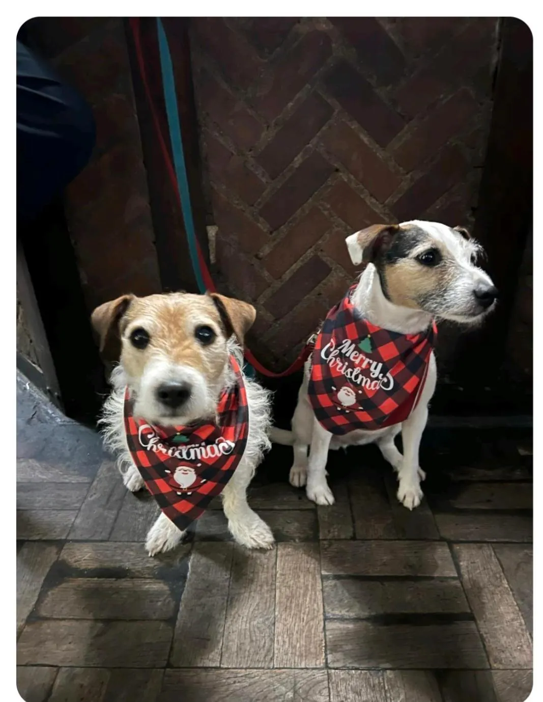 Pets in The Talbot Hotel