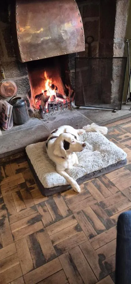 Pets in The Talbot Hotel