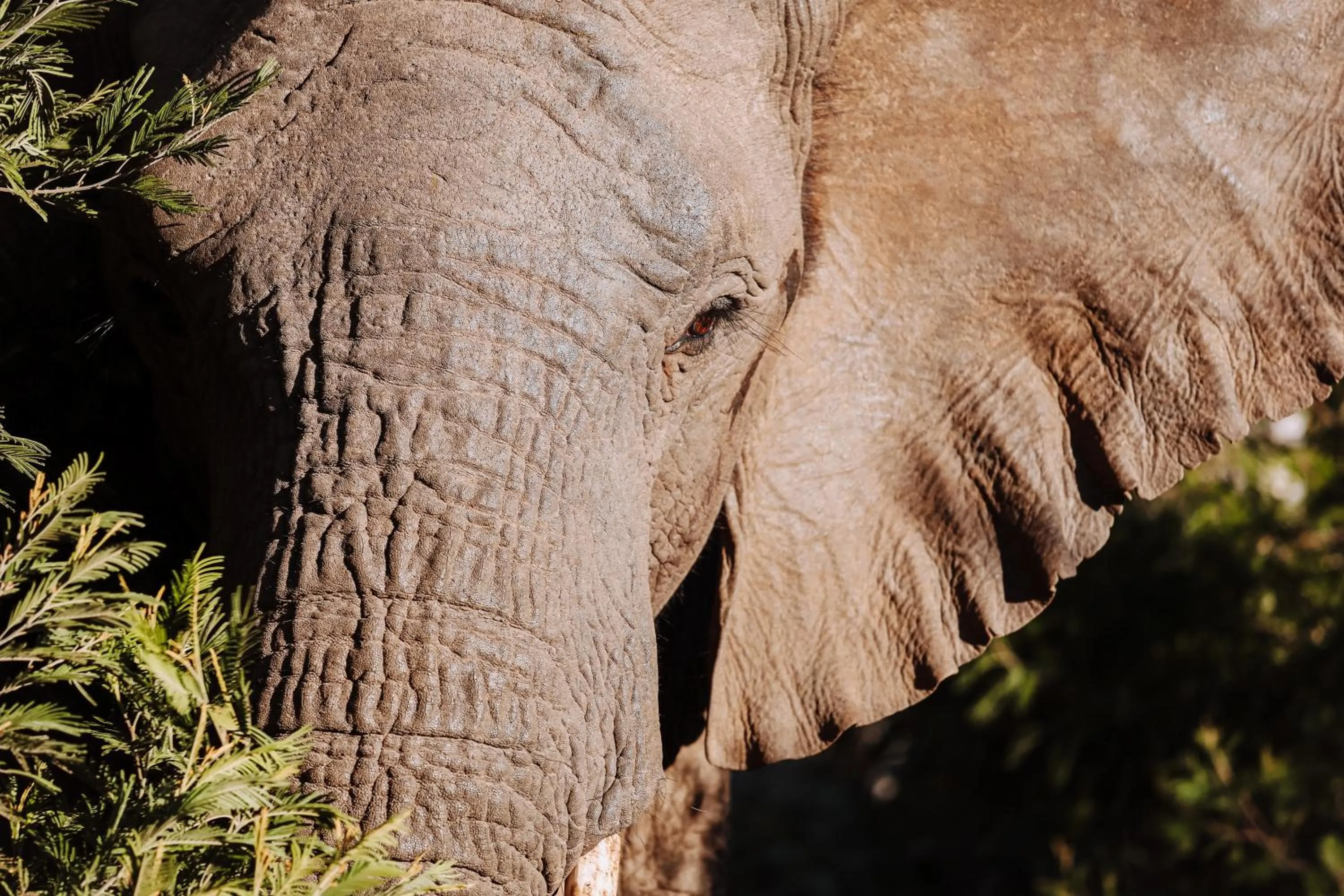 Day in Nyosi Wildlife Reserve