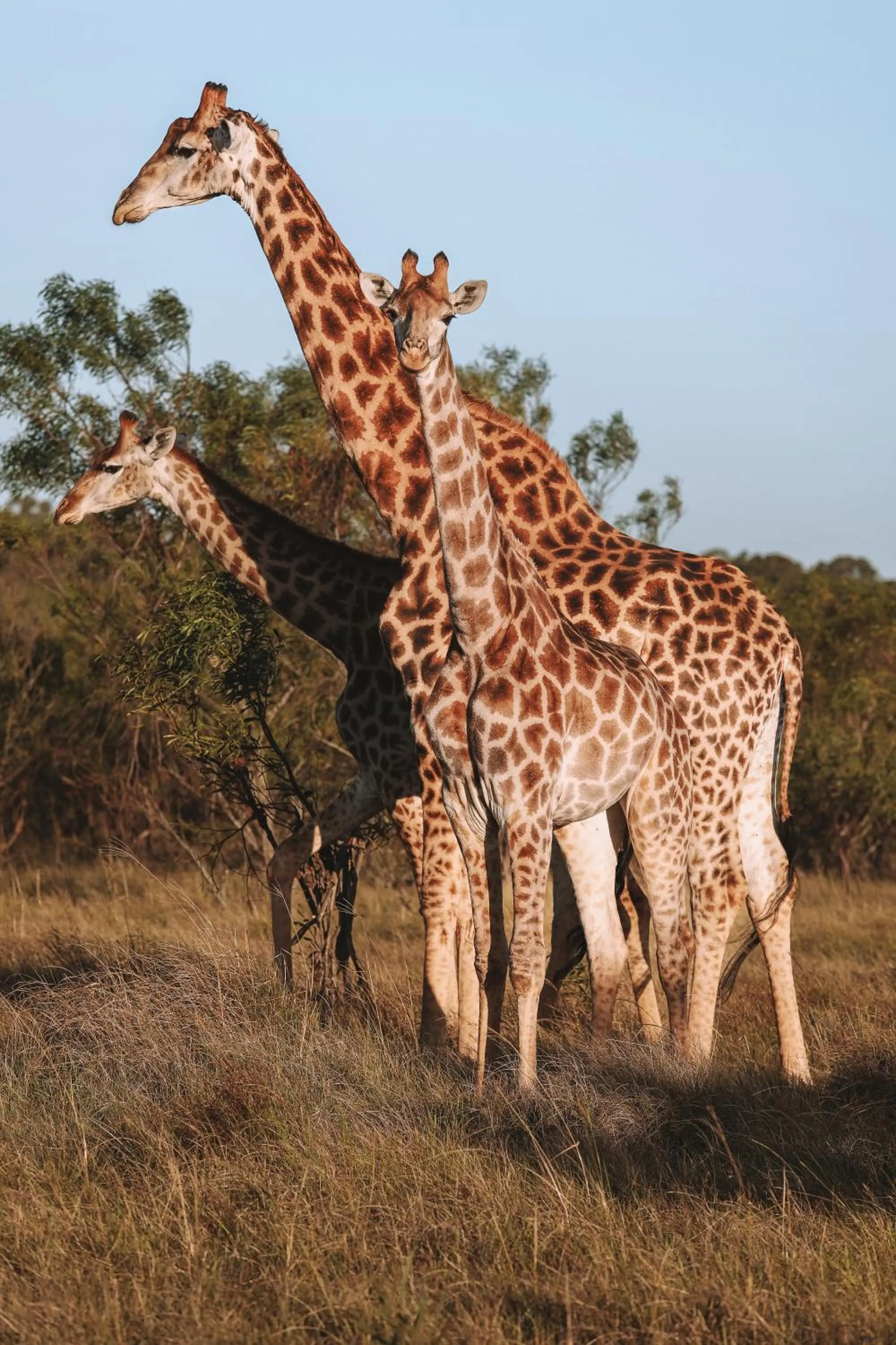 Day in Nyosi Wildlife Reserve
