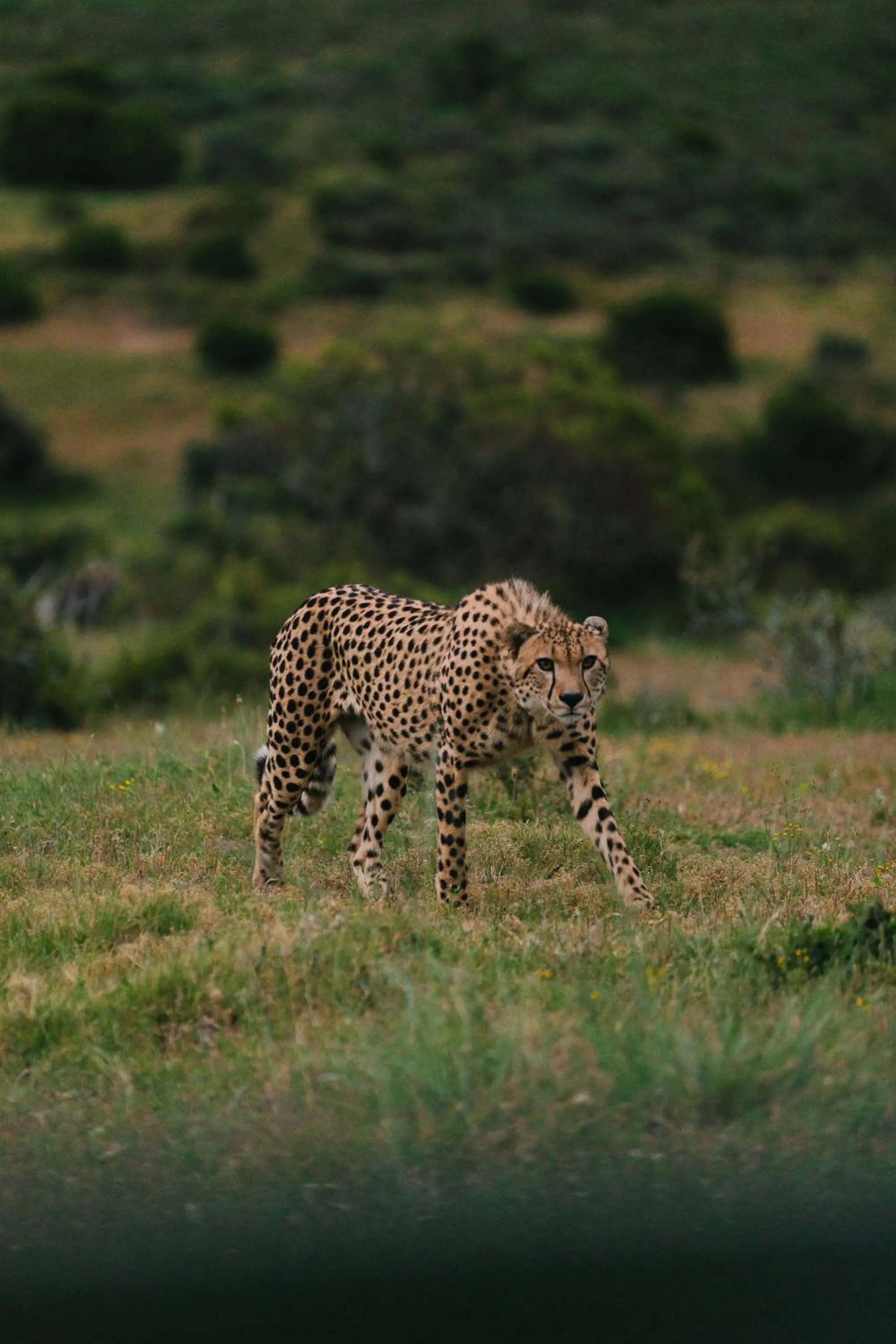 Day in Nyosi Wildlife Reserve