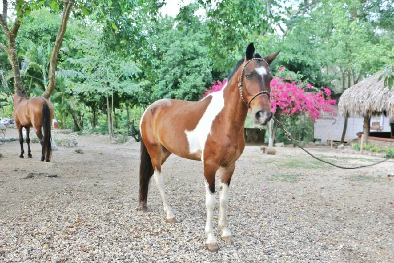 Animals in Eco Hotel Villa Martha