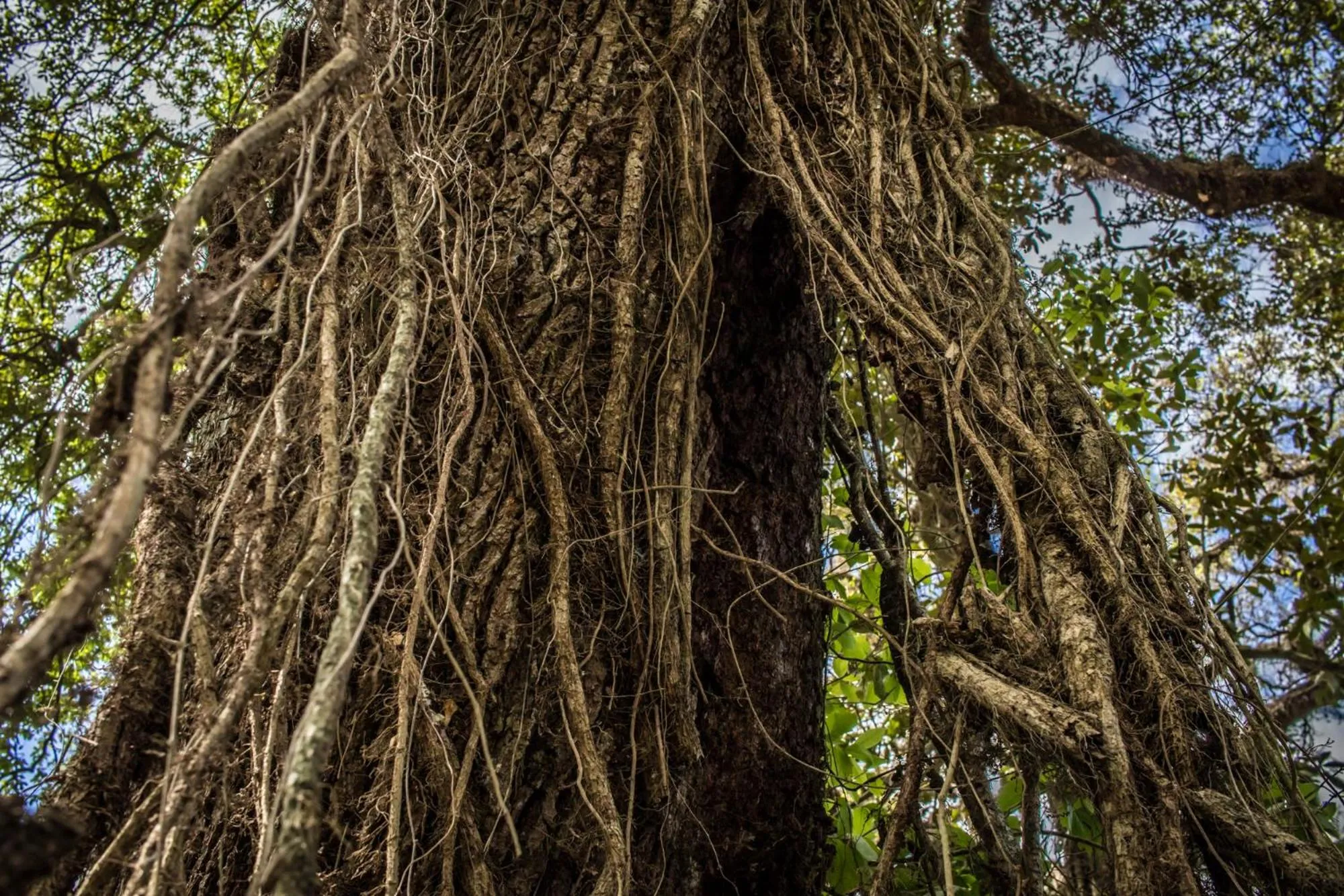 Garden in Maison Mouton Bed & Breakfast
