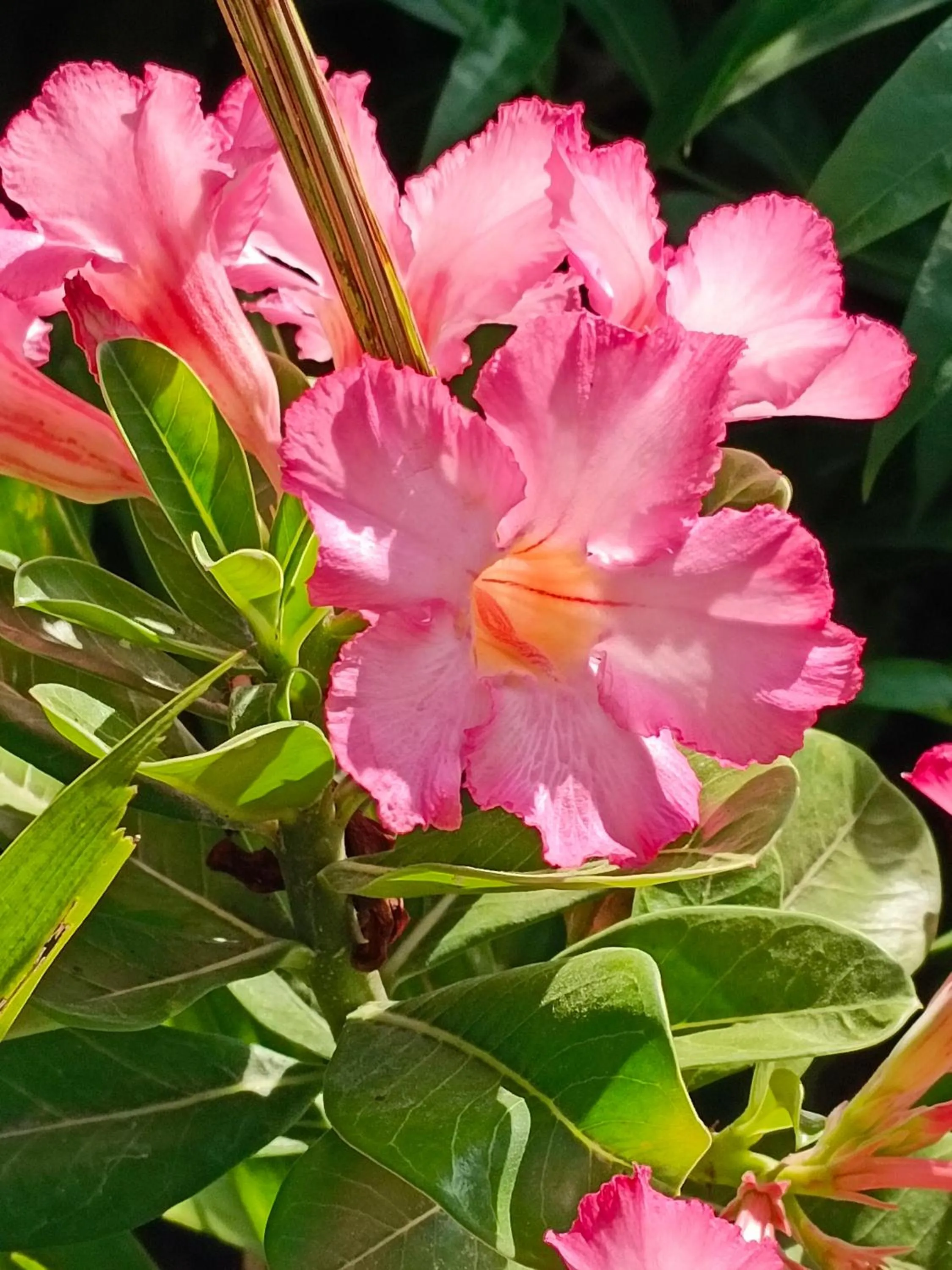 Garden in Villa Kalachuchi V.K