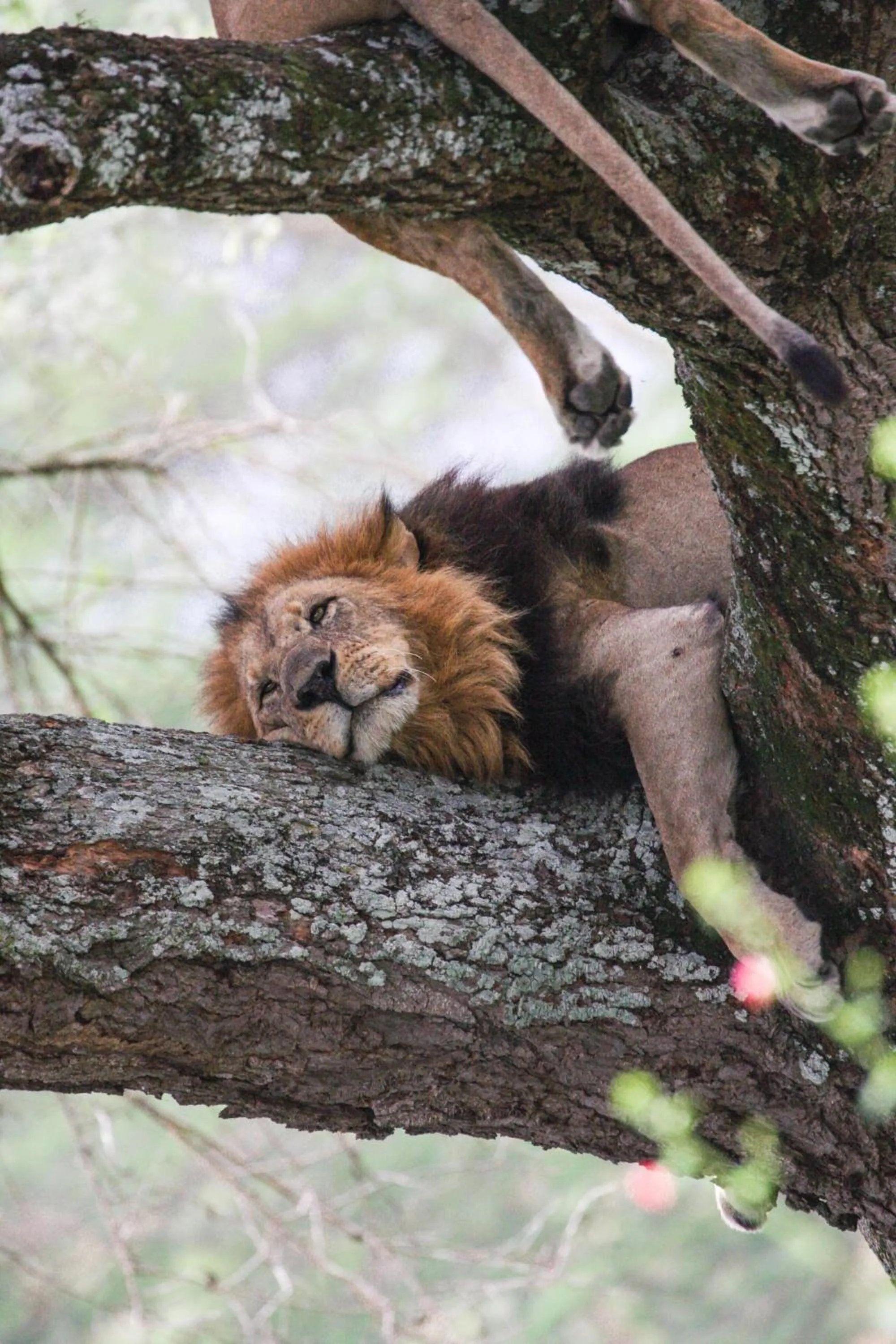 Animals in Lake Nakuru Lodge