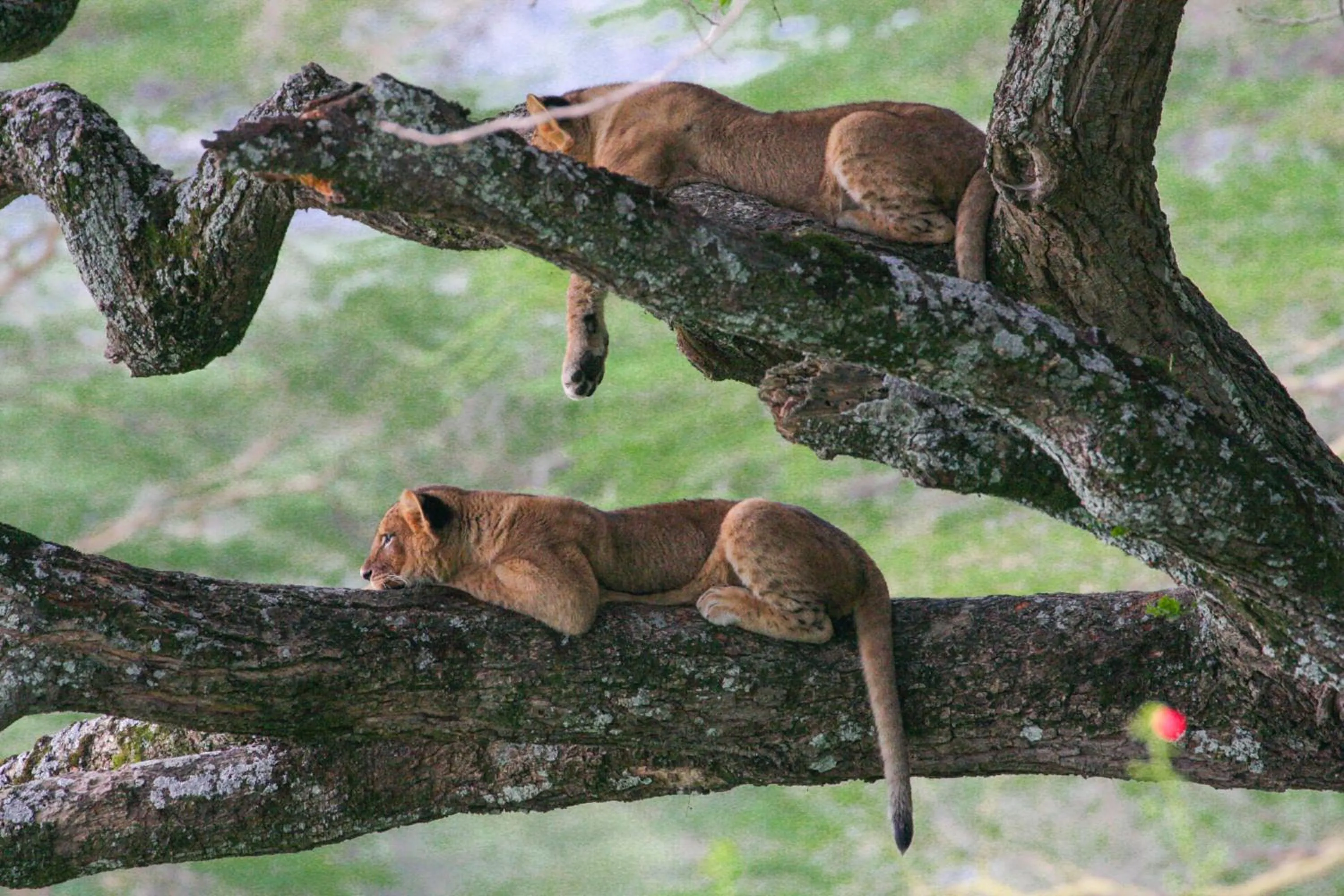 Animals in Lake Nakuru Lodge
