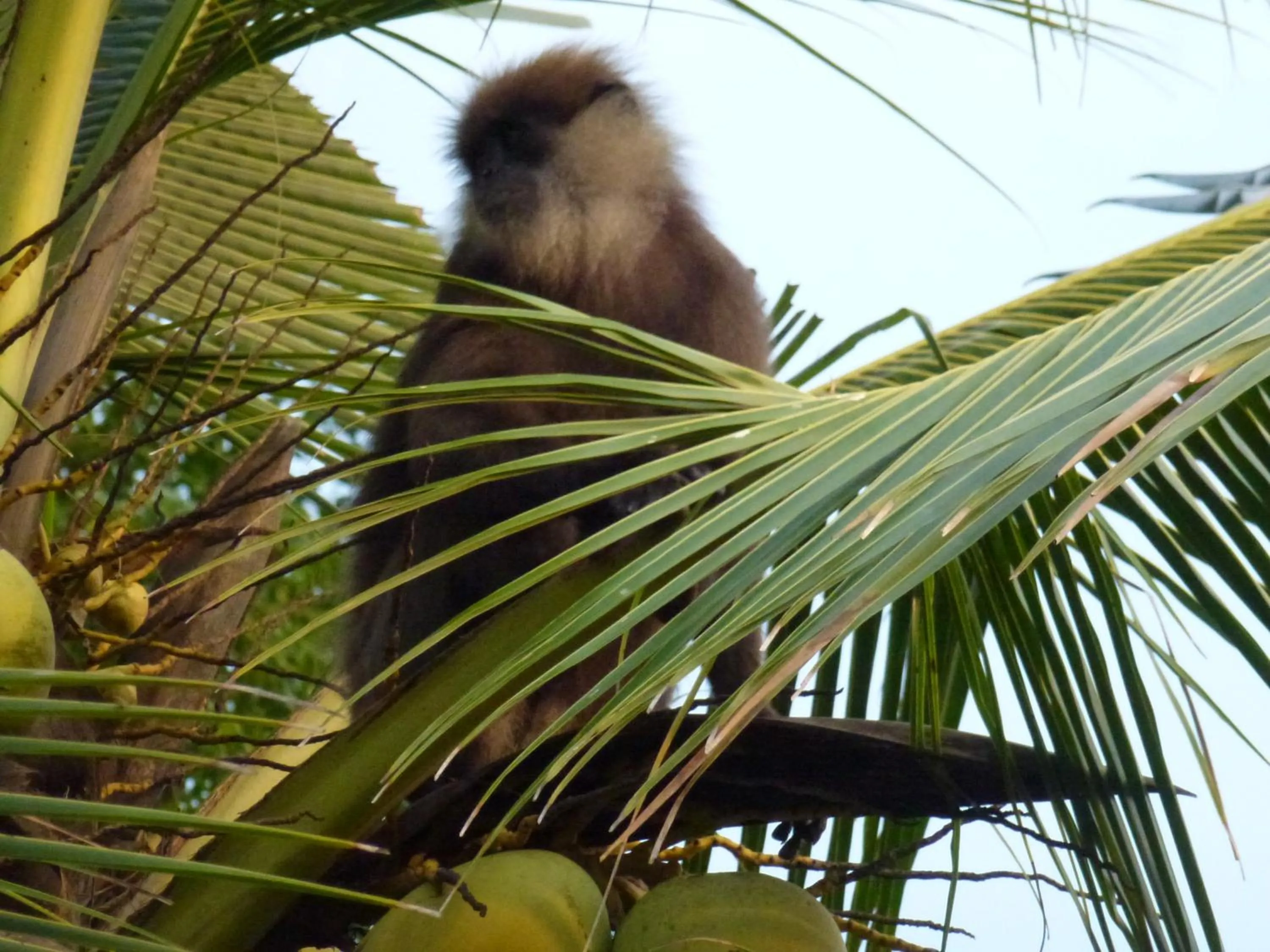 Garden in Emildale Villa